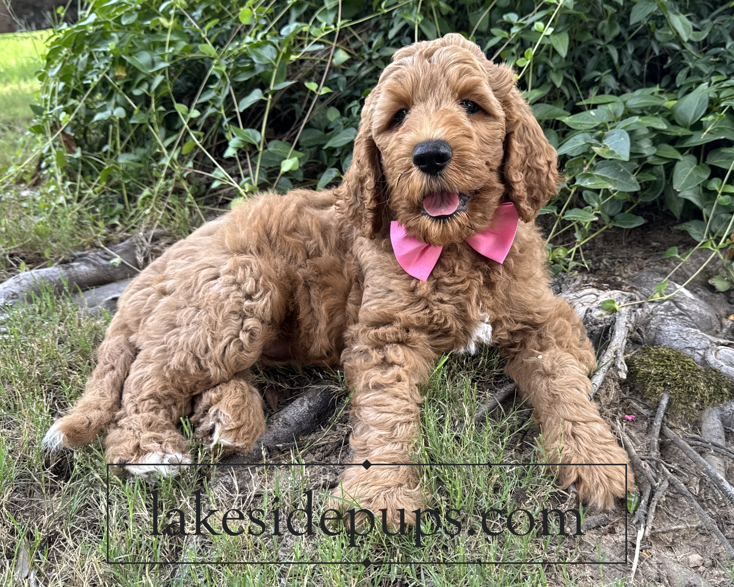 eight weeks old