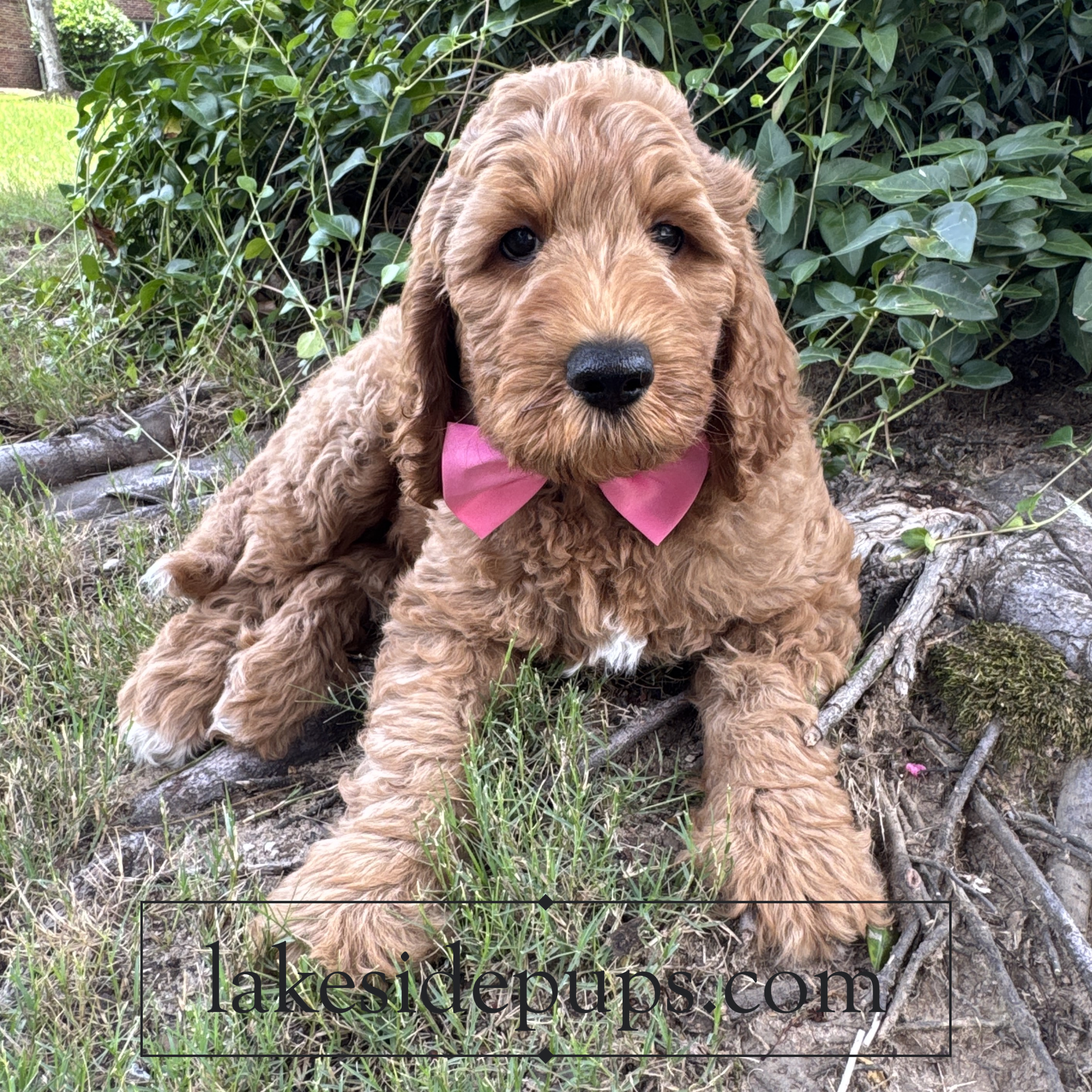 eight weeks old