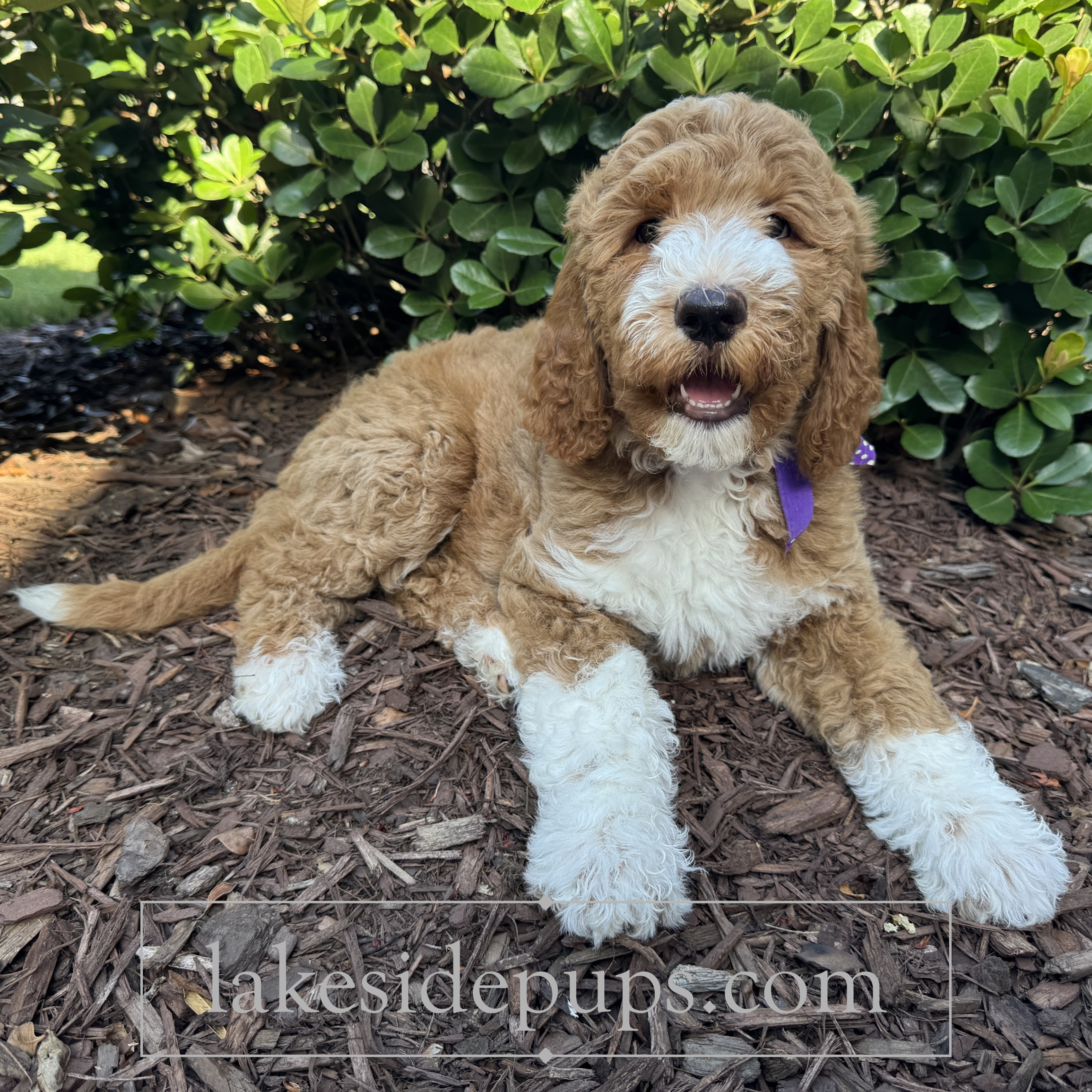 nine weeks old