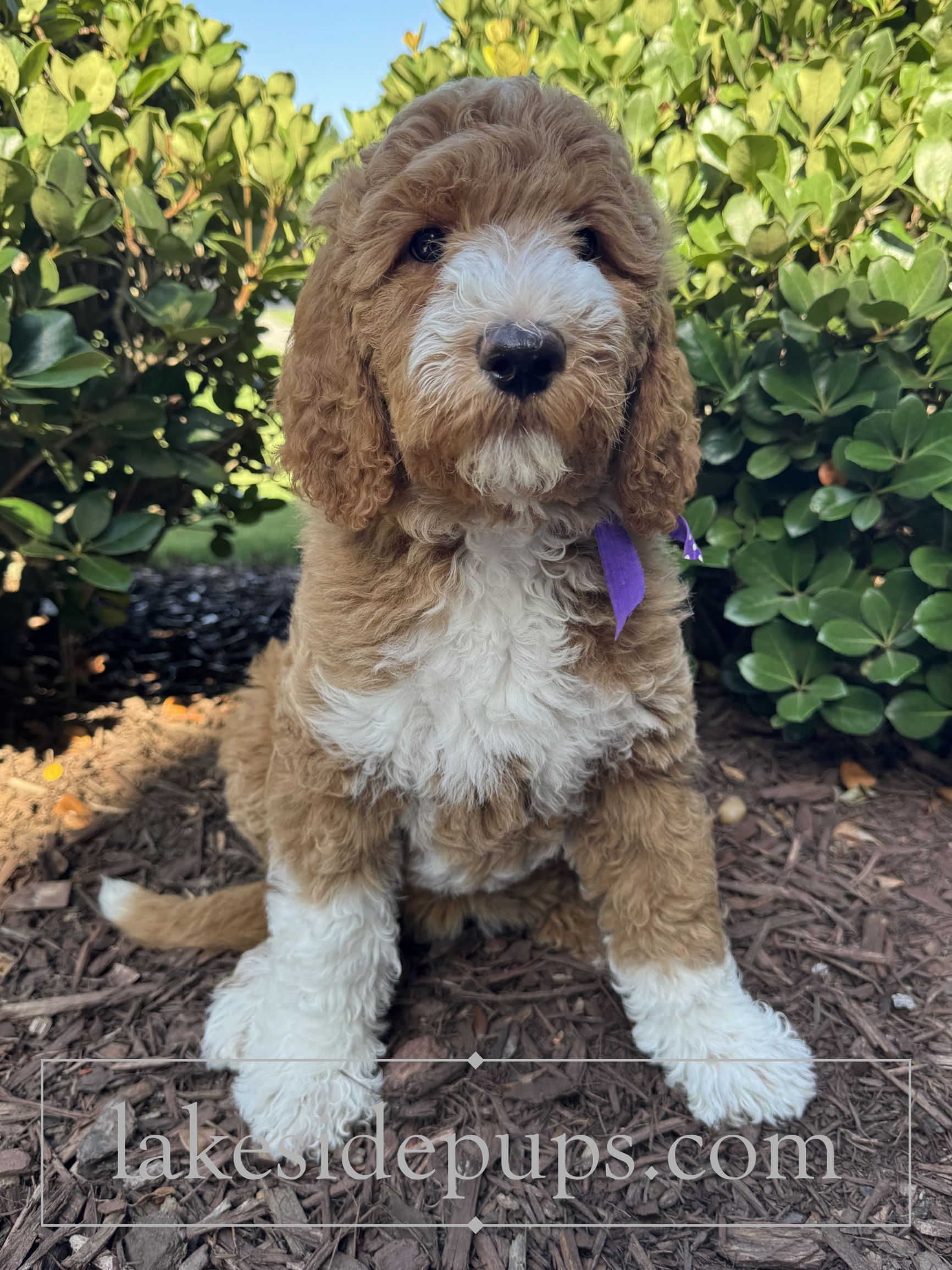 nine weeks old