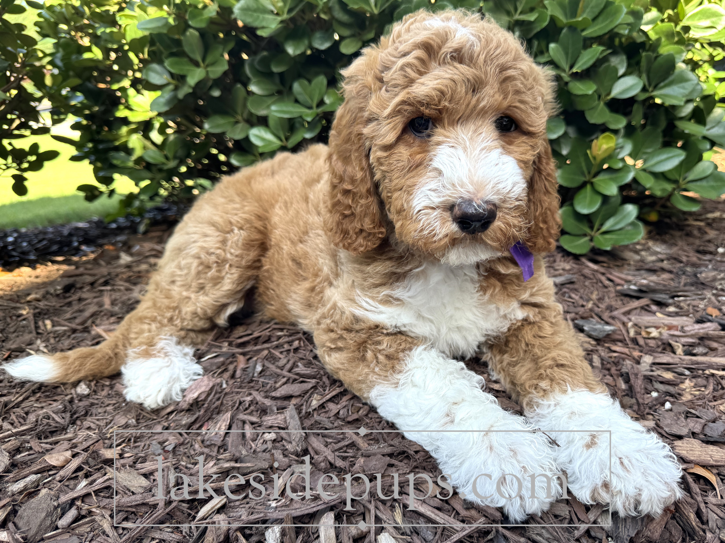 nine weeks old
