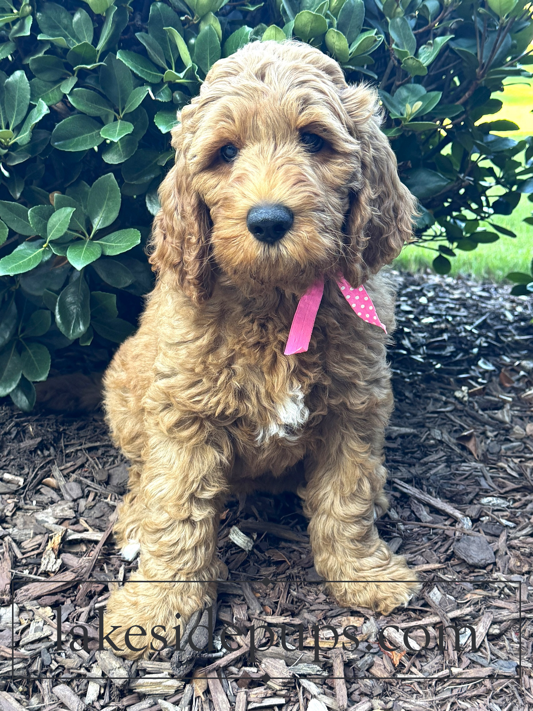 nine weeks old
