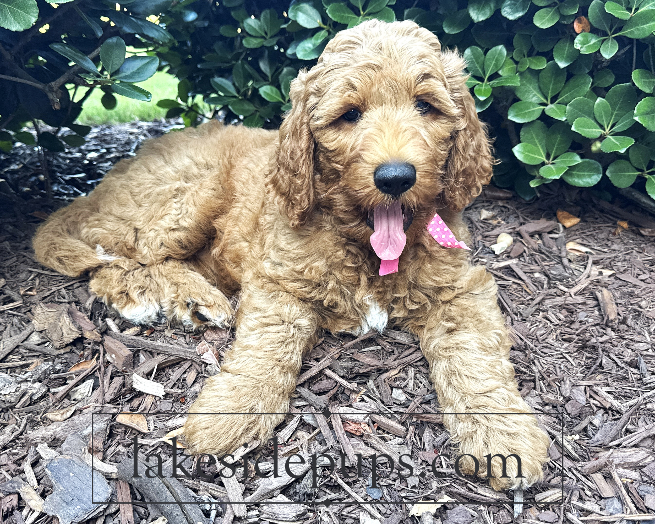 nine weeks old