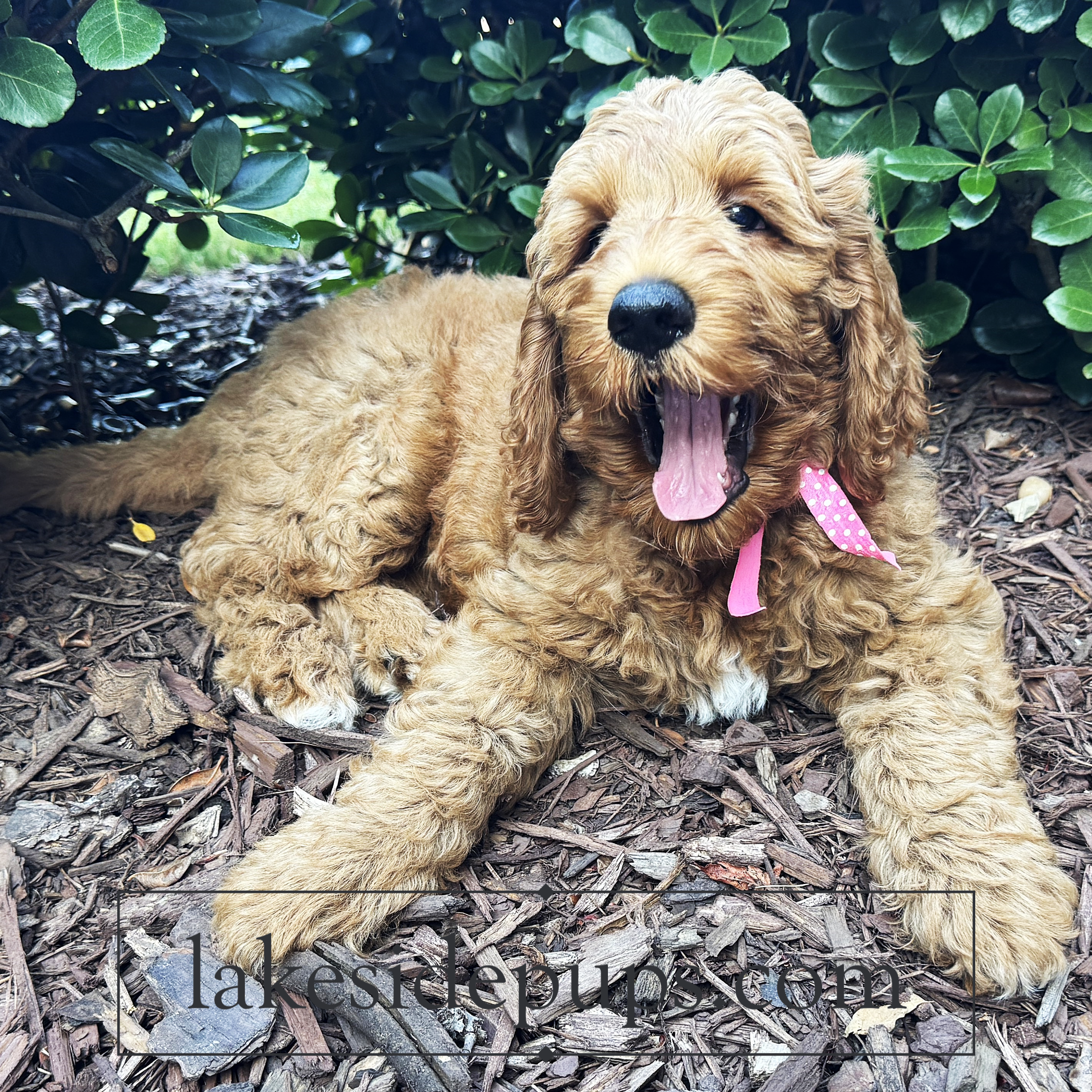 nine weeks old