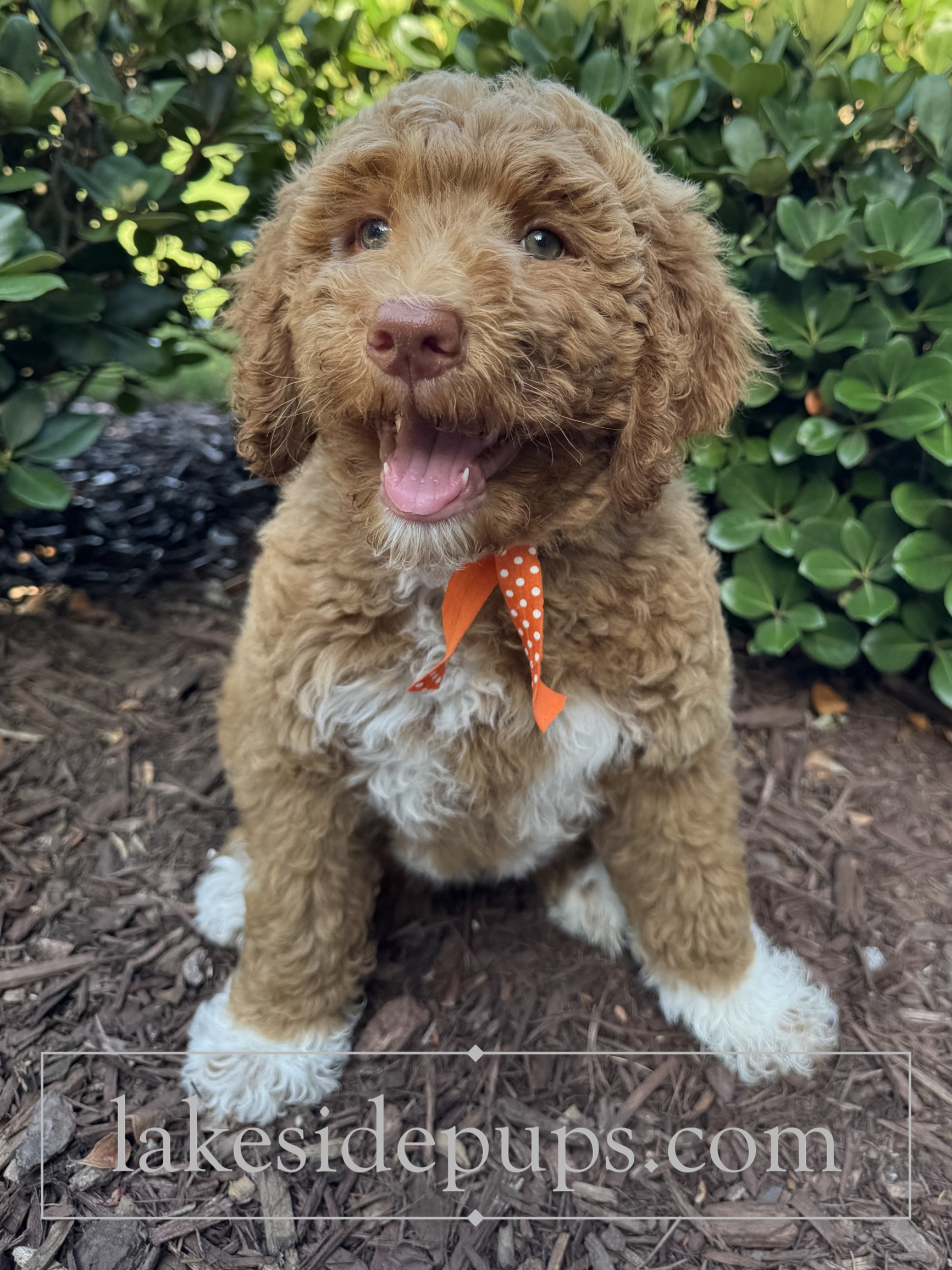 nine weeks old