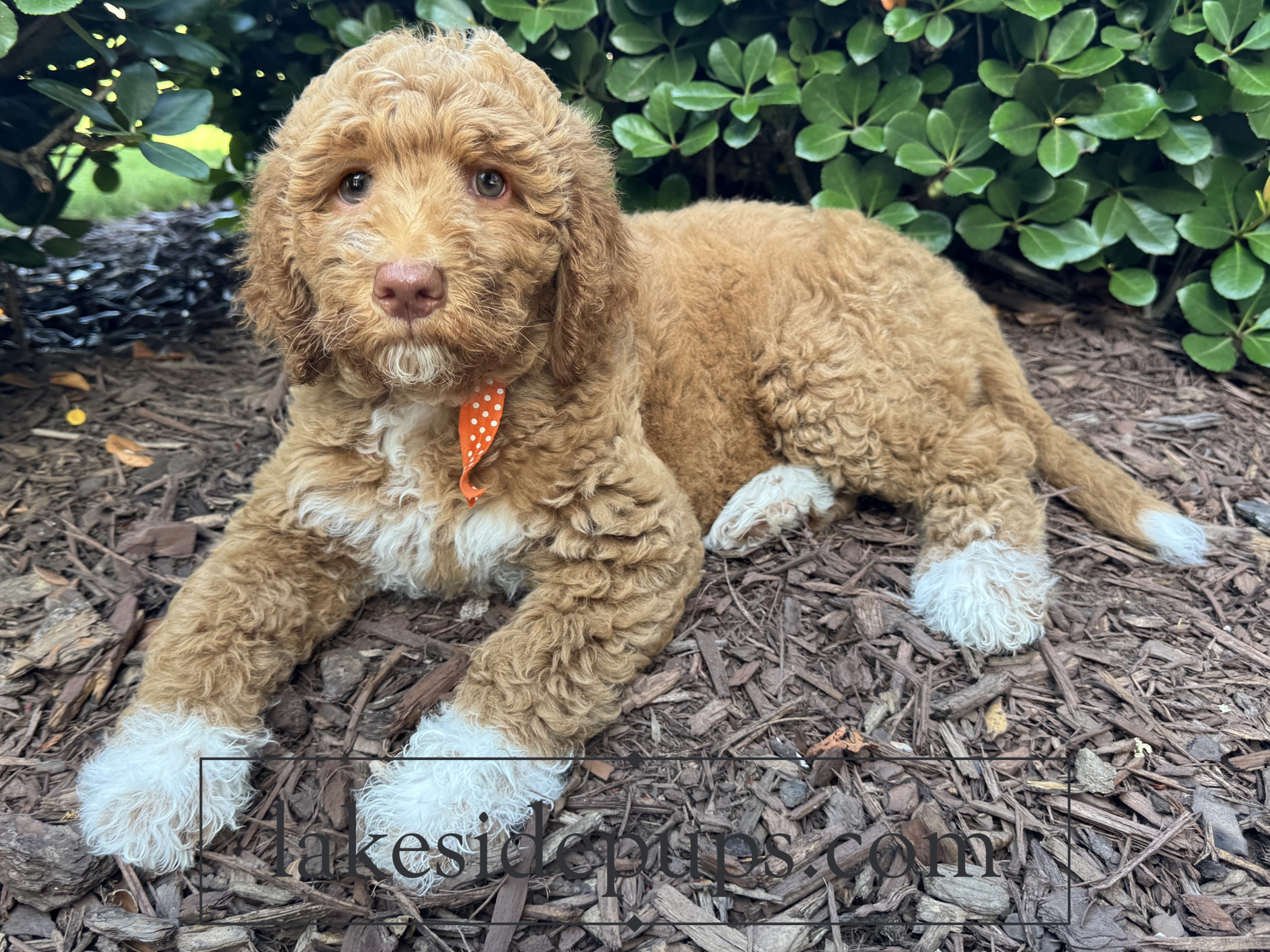 nine weeks old