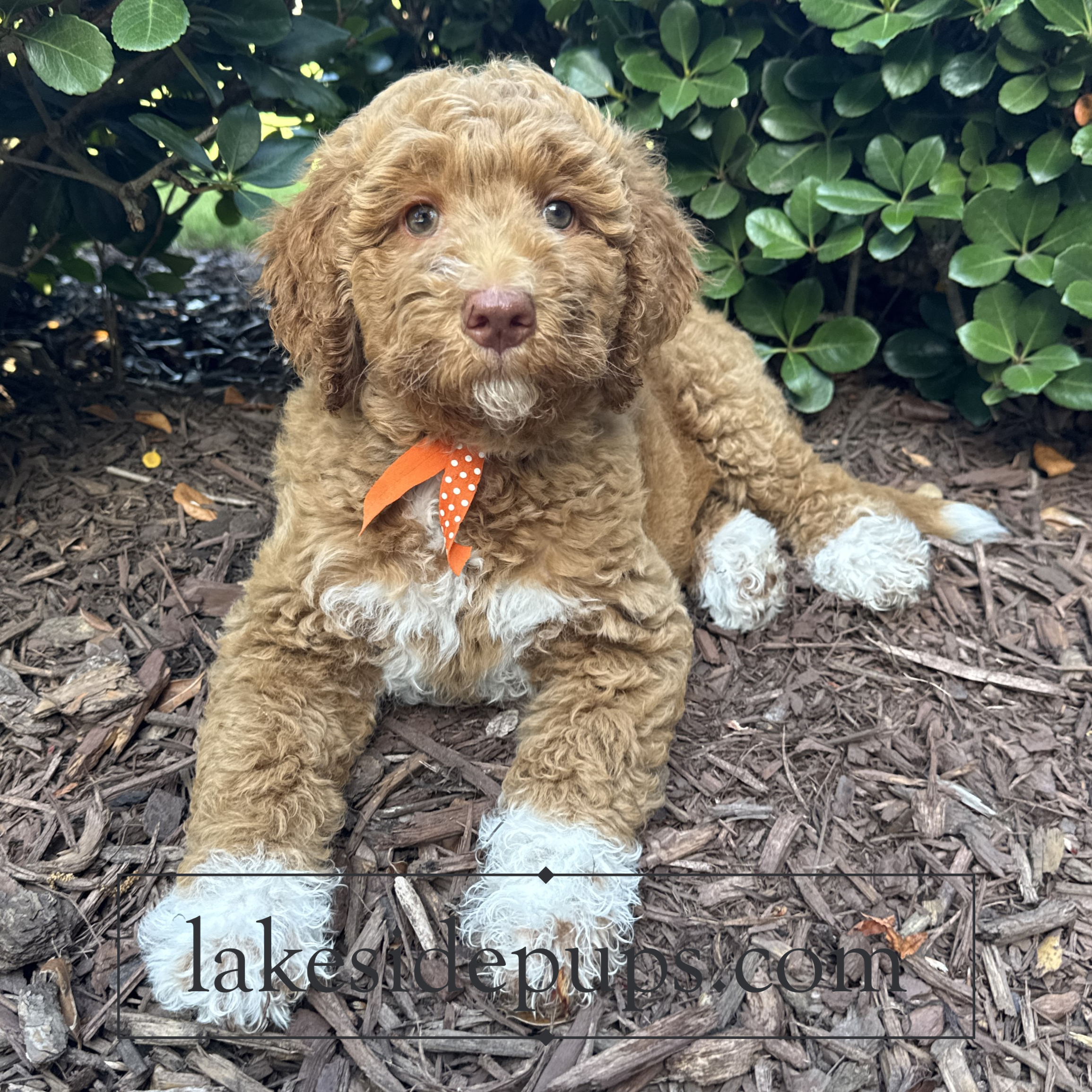 nine weeks old