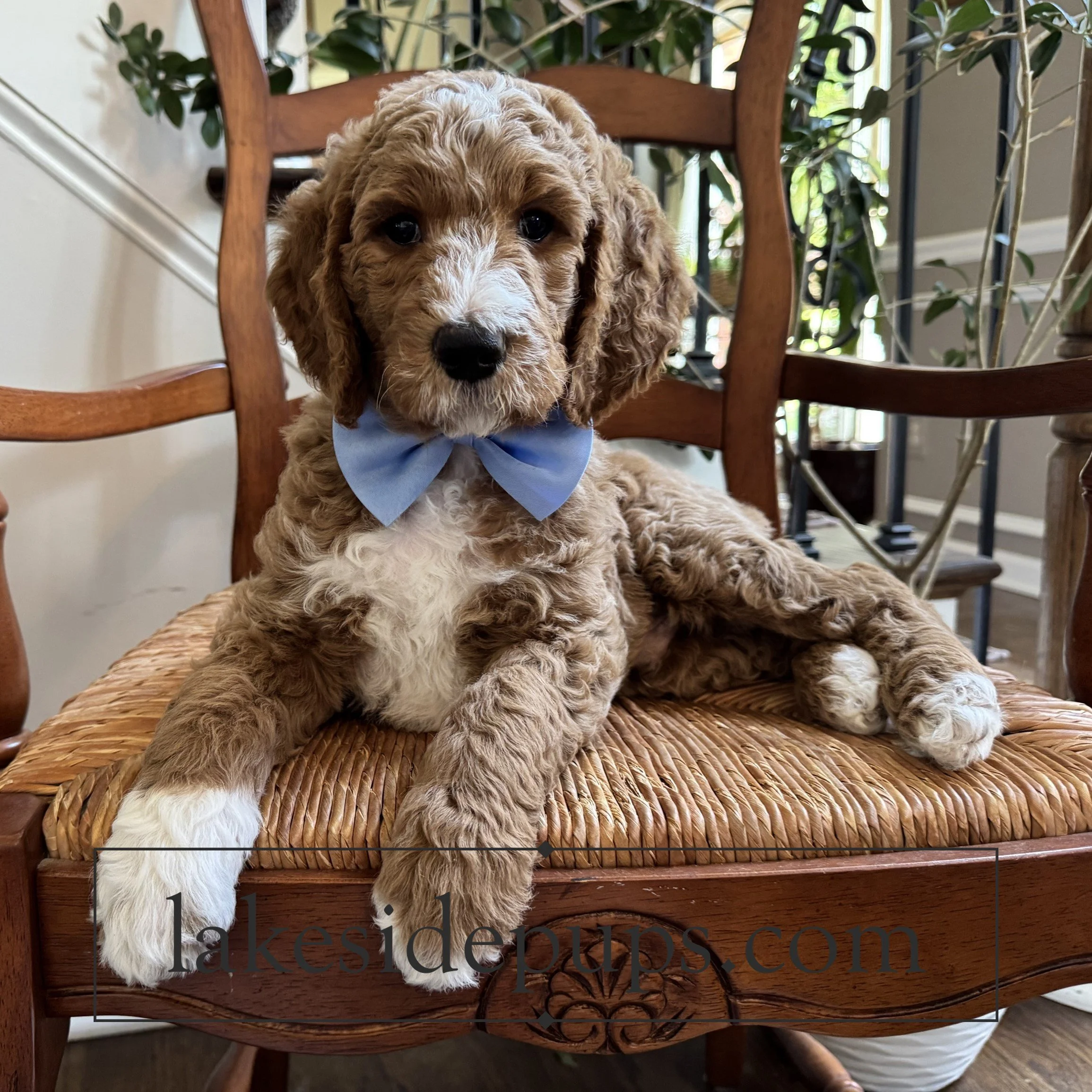 seven weeks old