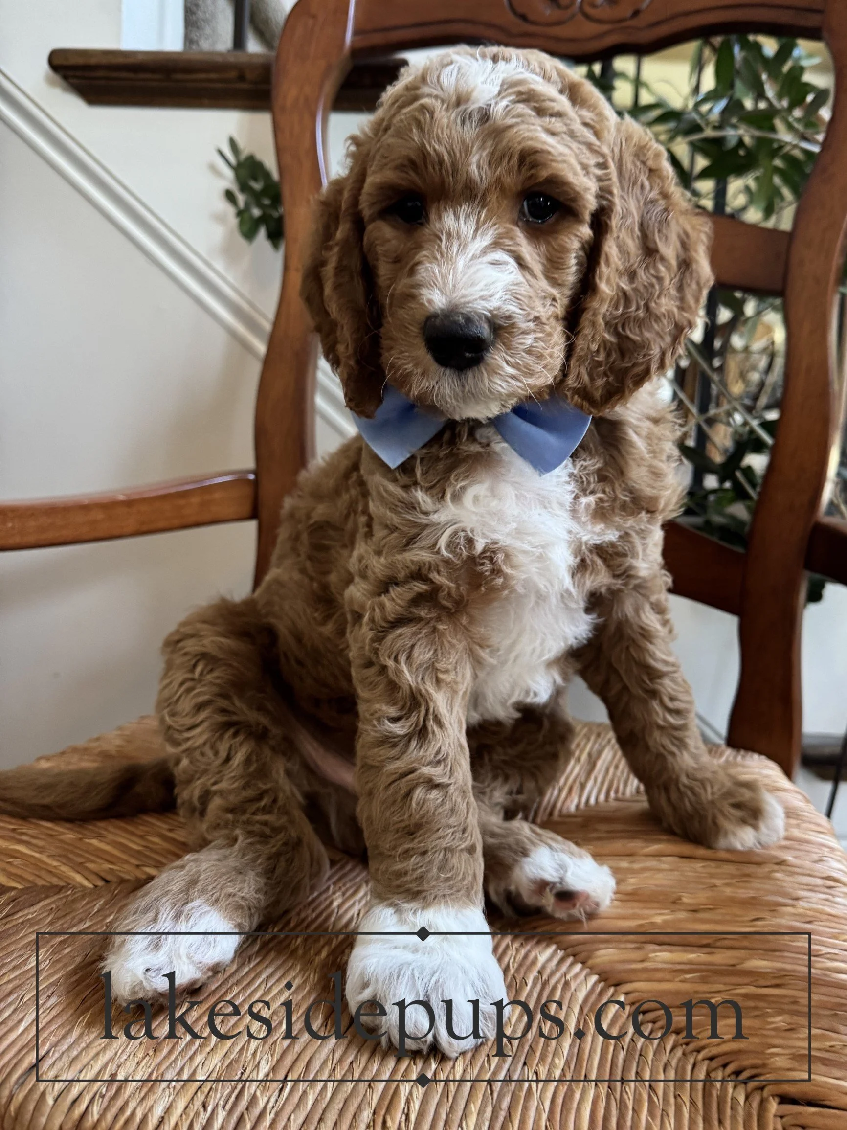 seven weeks old