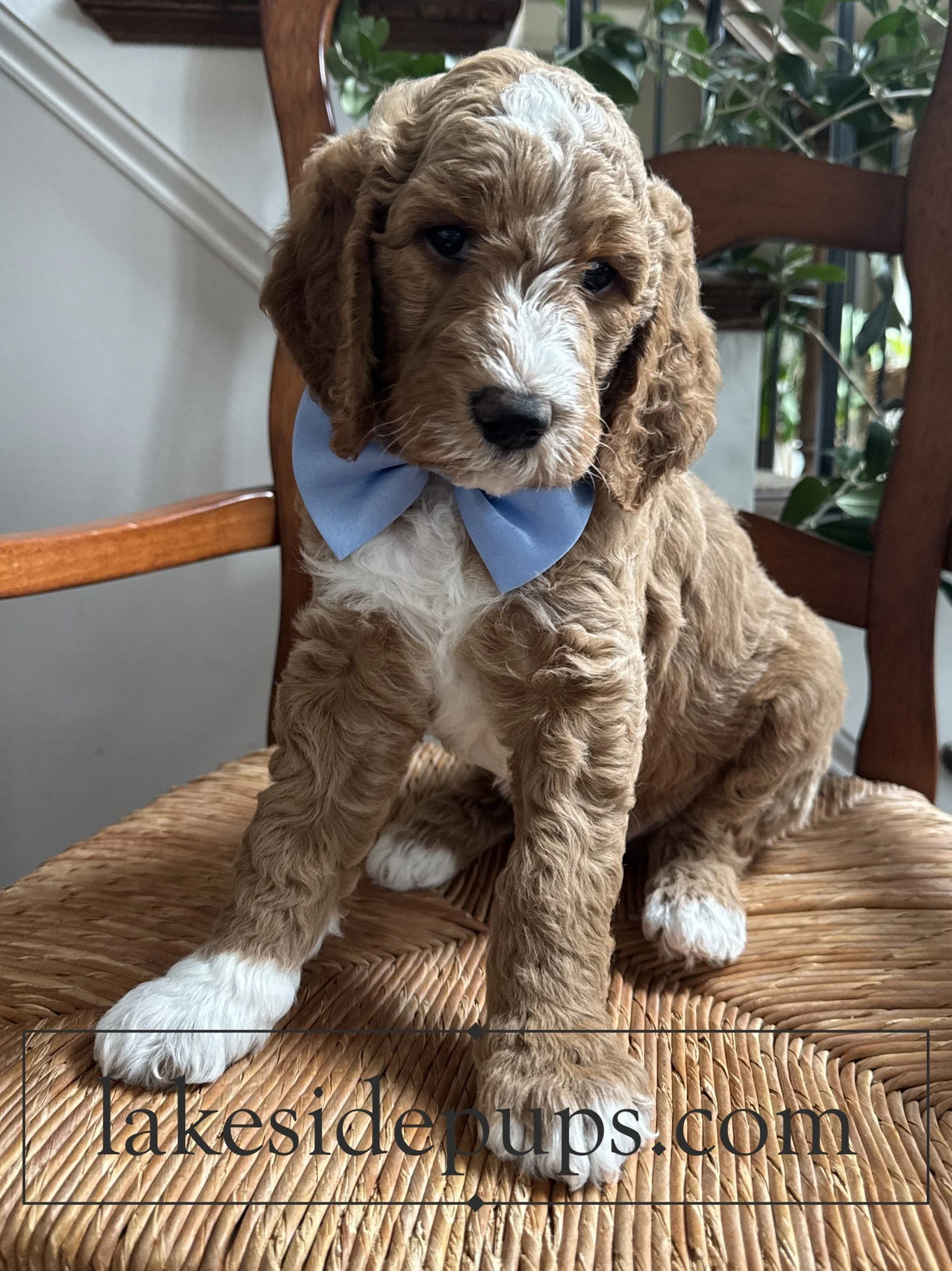 six weeks old