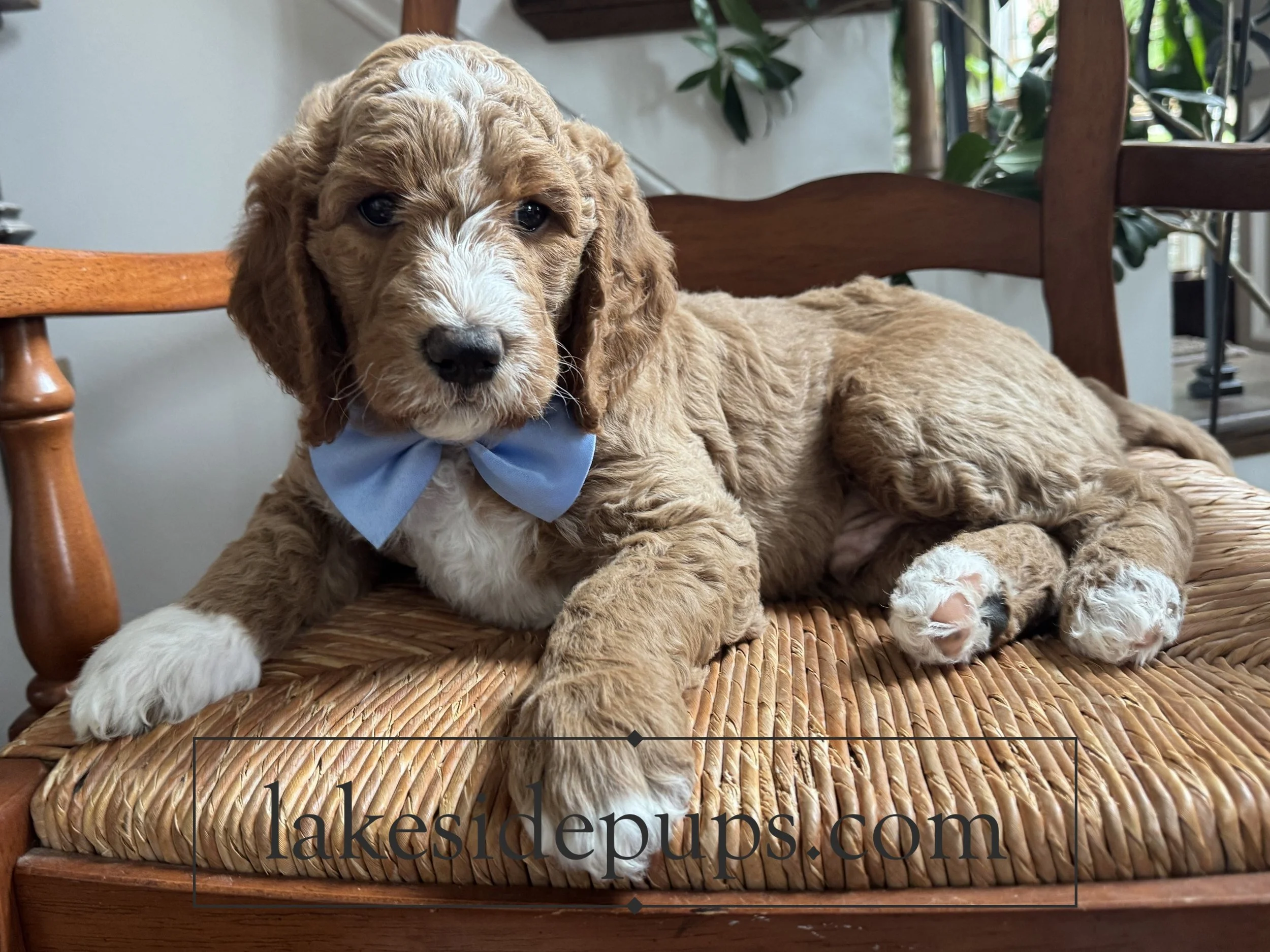 six weeks old