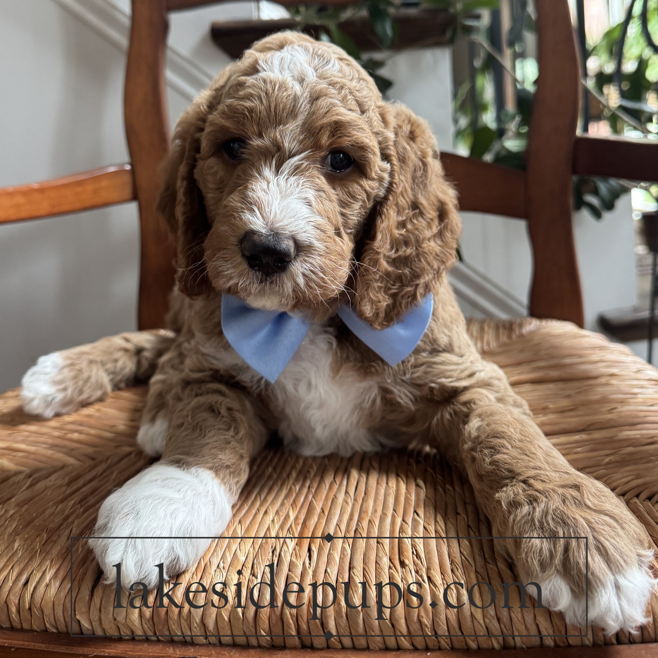six weeks old