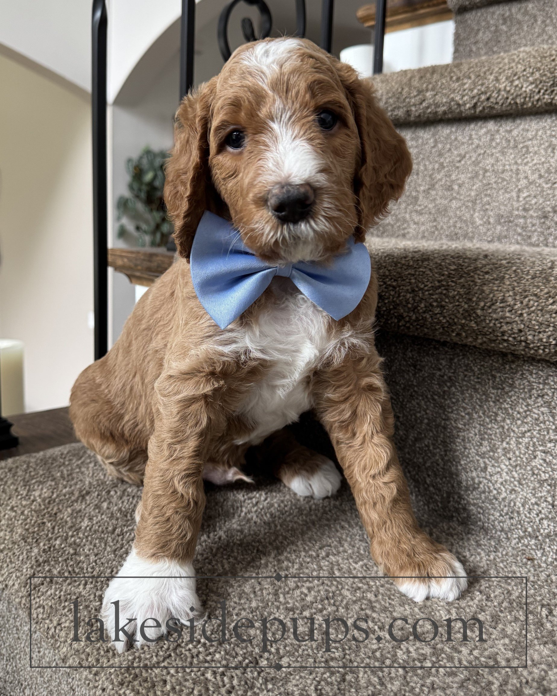 five weeks old