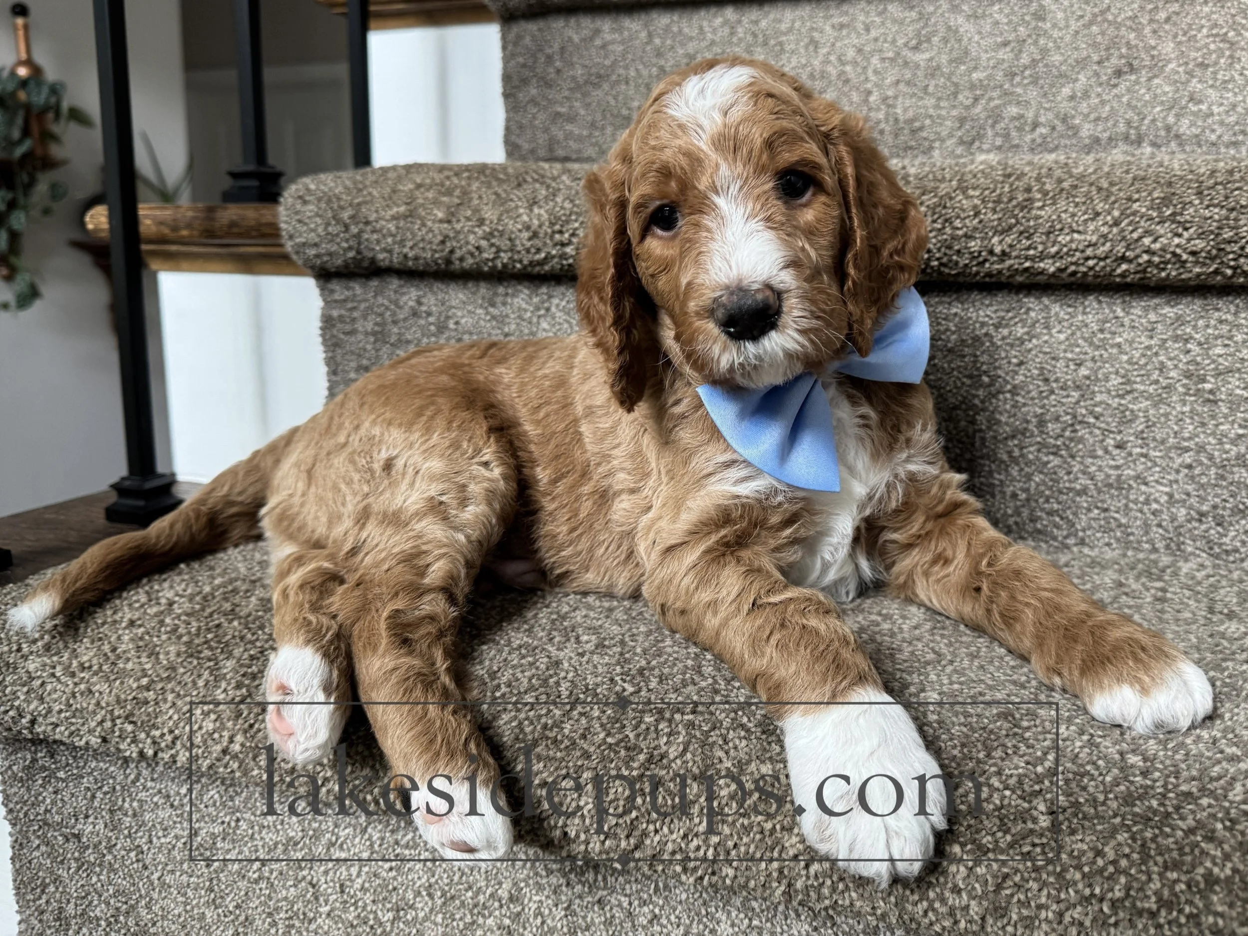 five weeks old