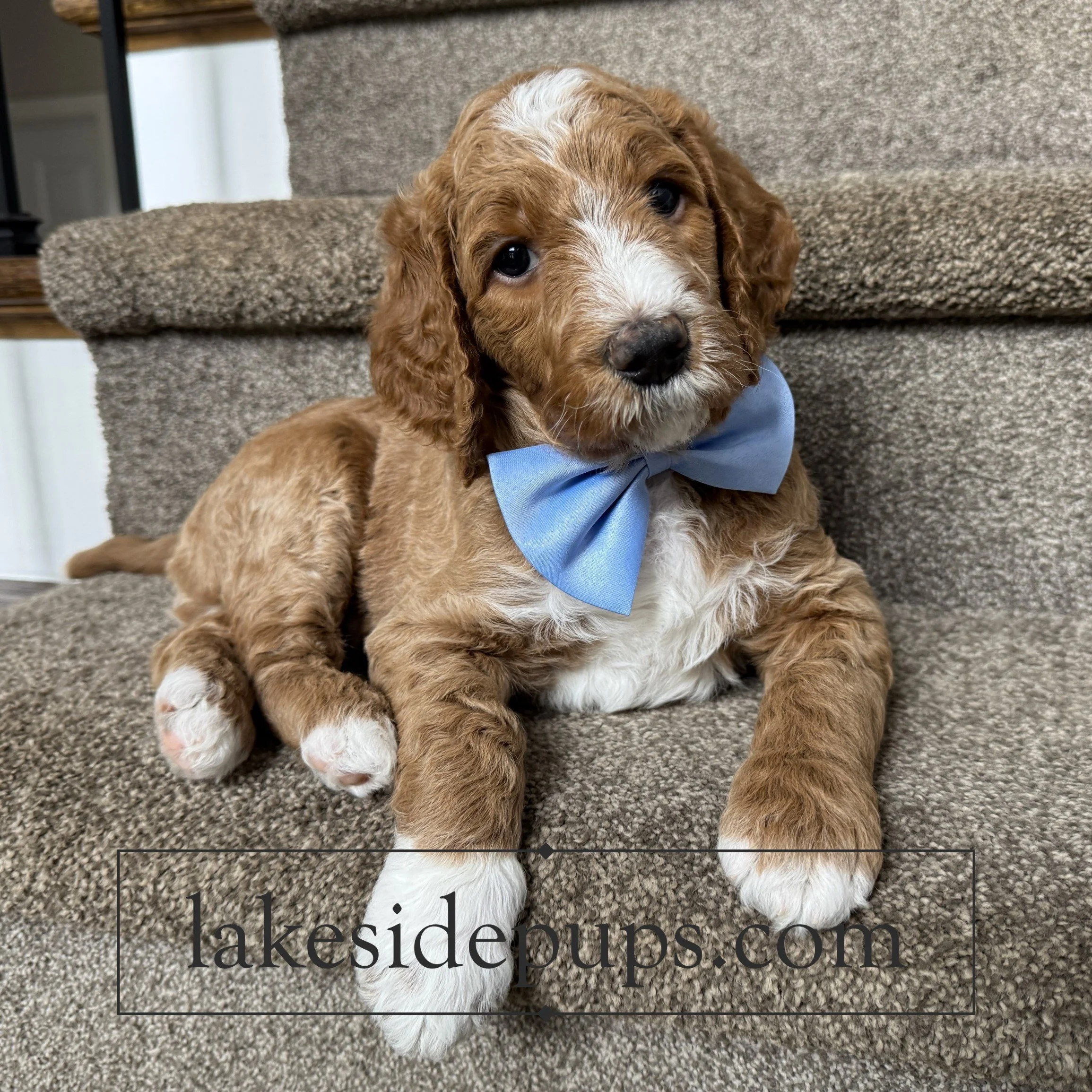 five weeks old