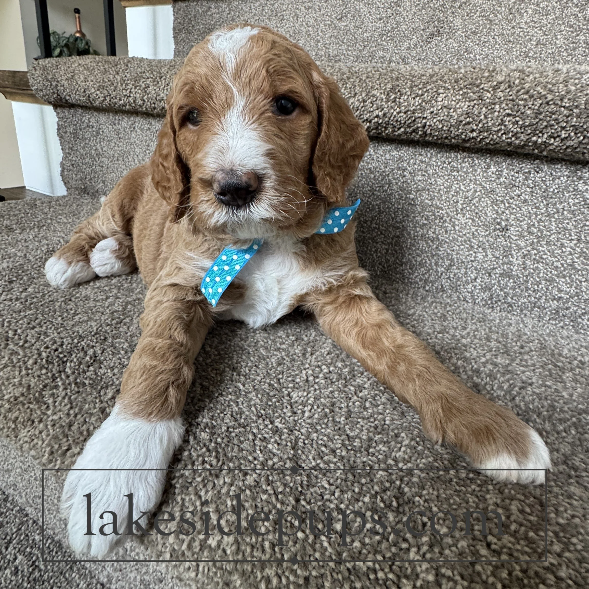 four weeks old