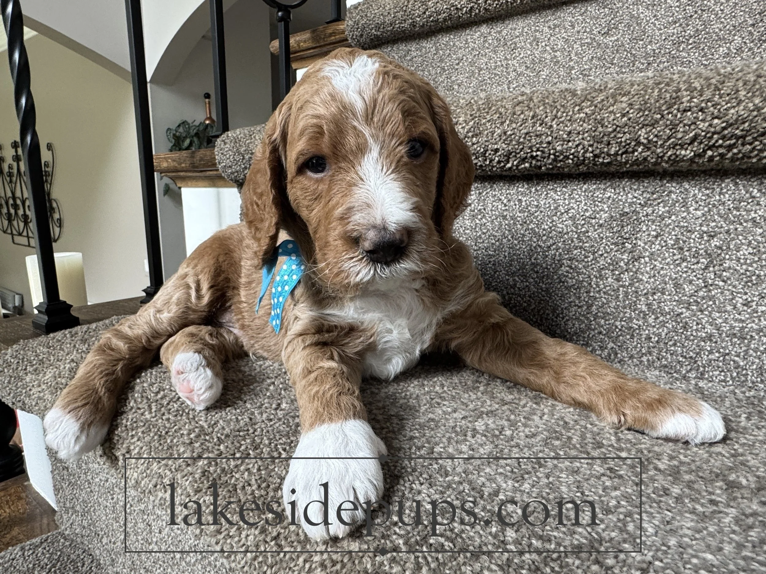 four weeks old