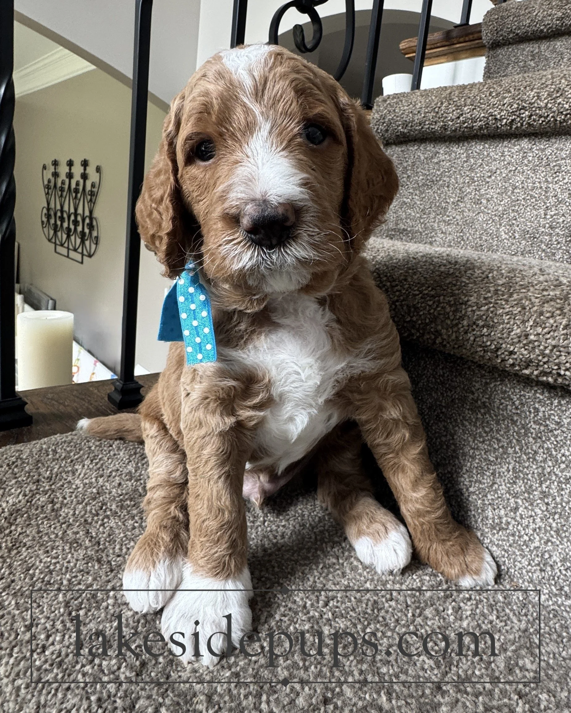 four weeks old