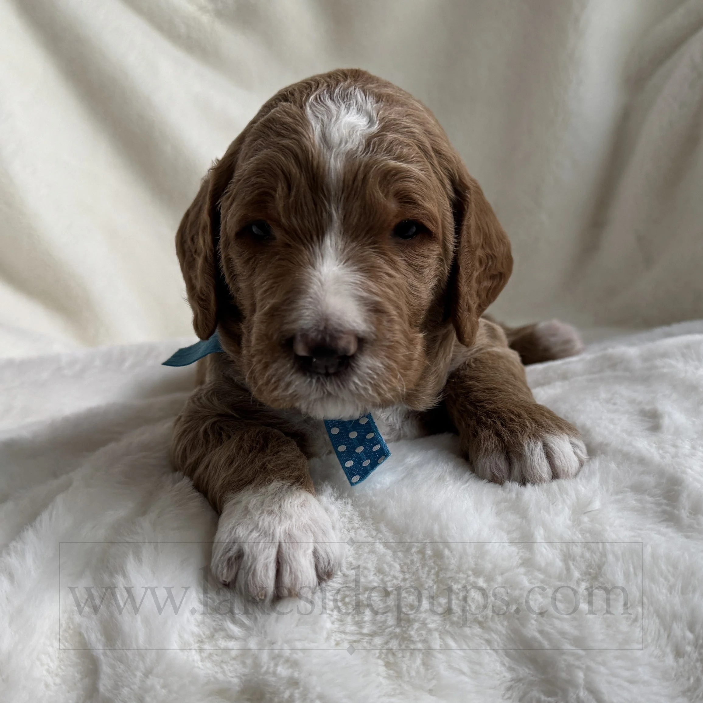 three weeks old