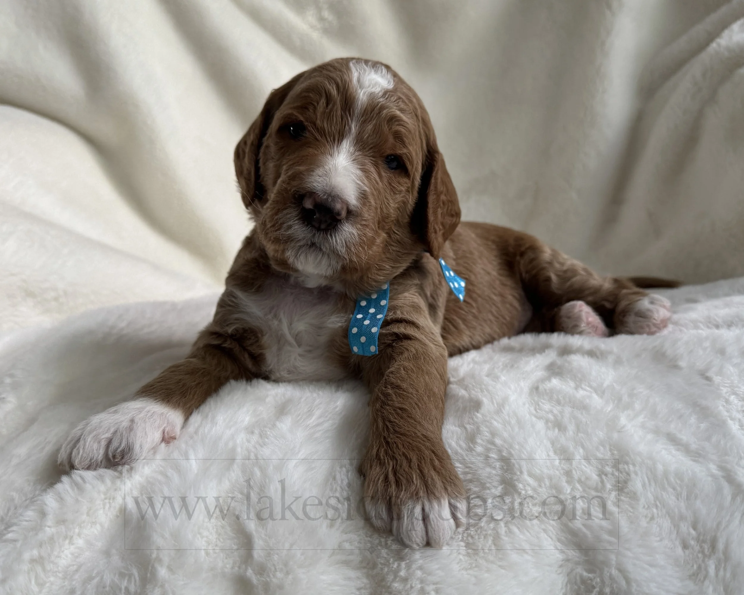 three weeks old