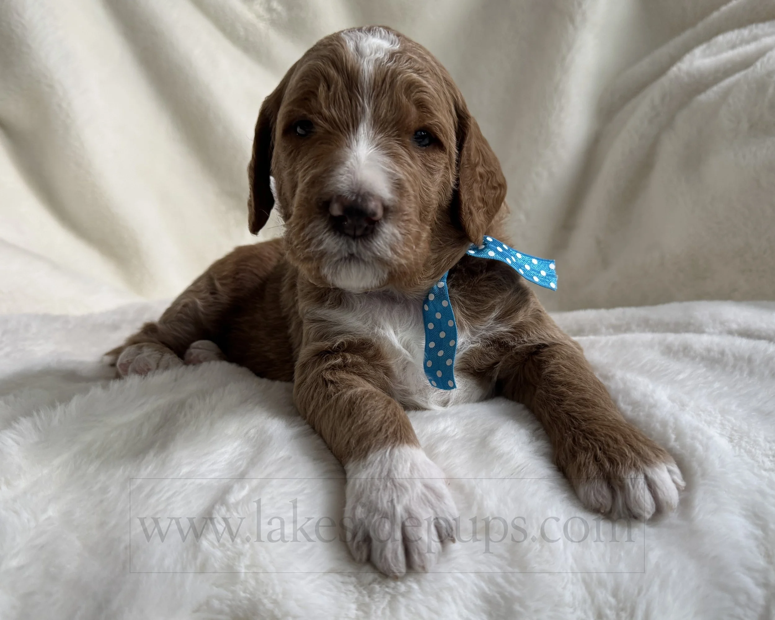 three weeks old