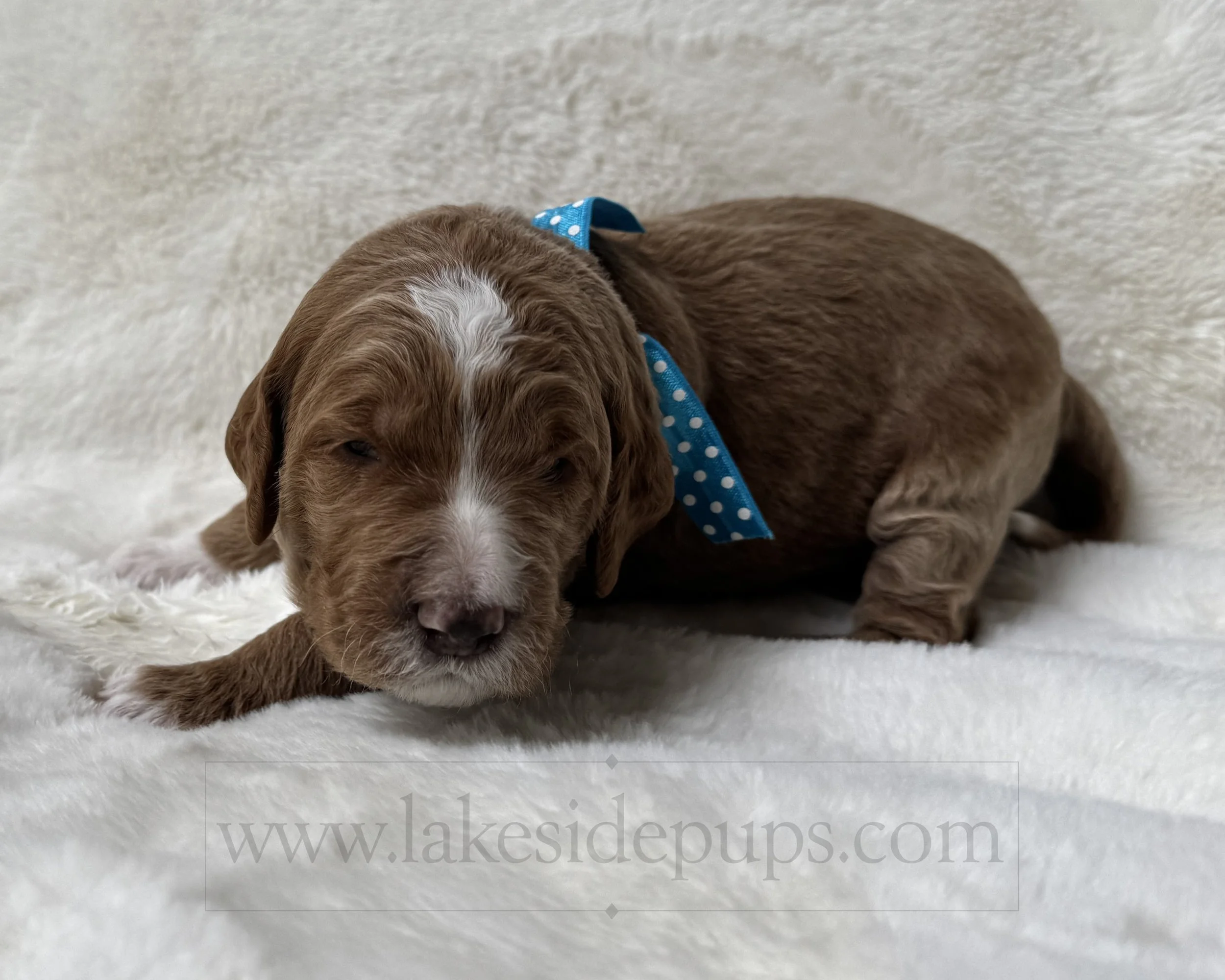 two weeks old