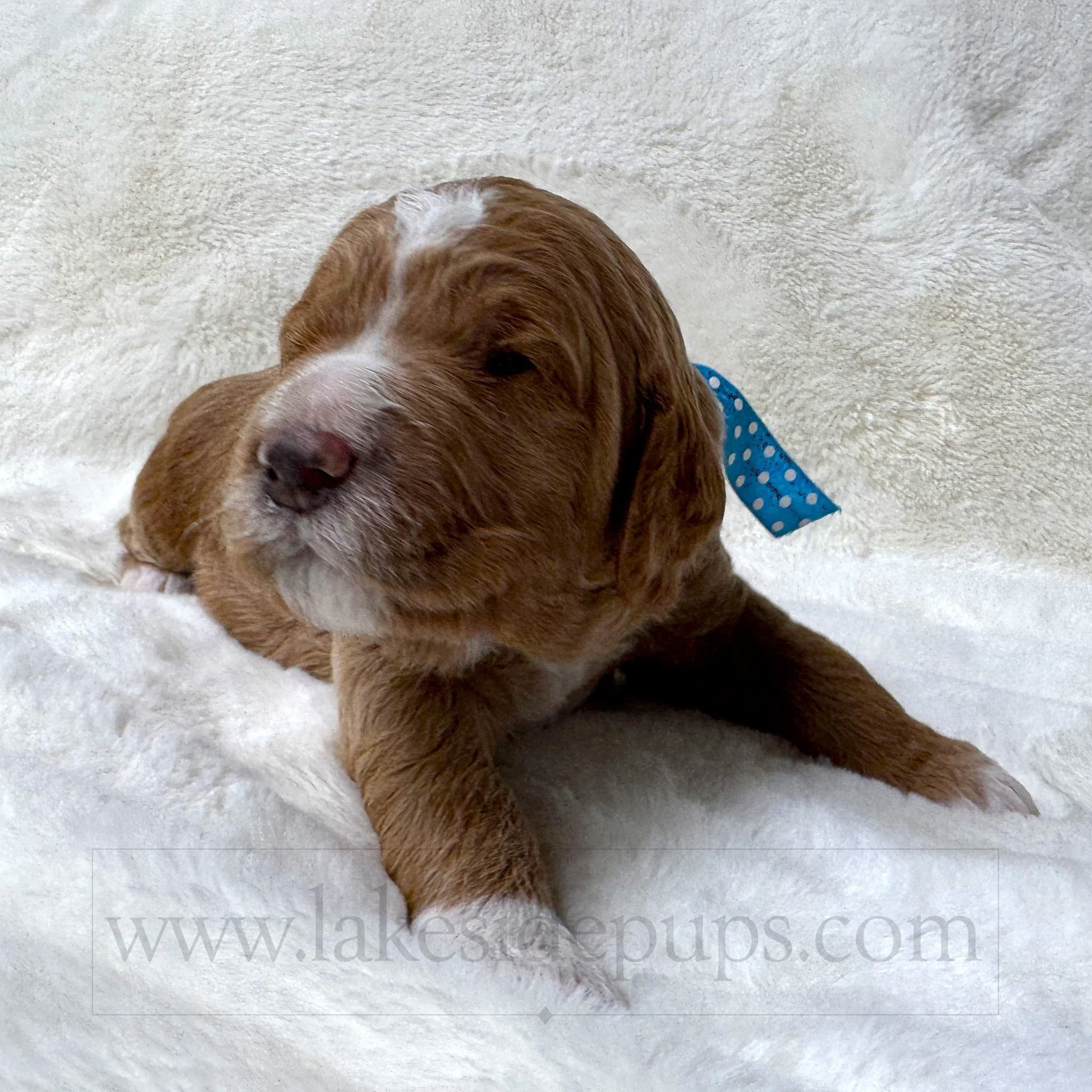 two weeks old