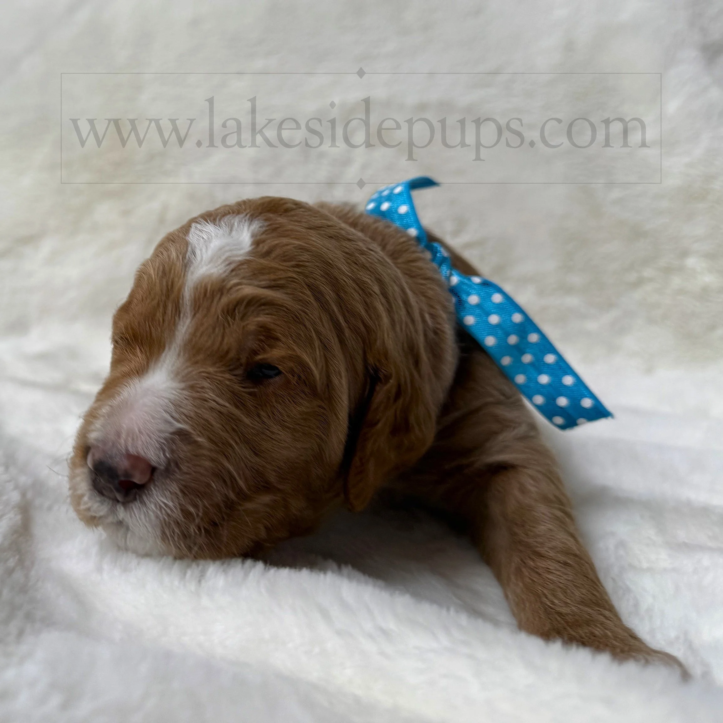 two weeks old