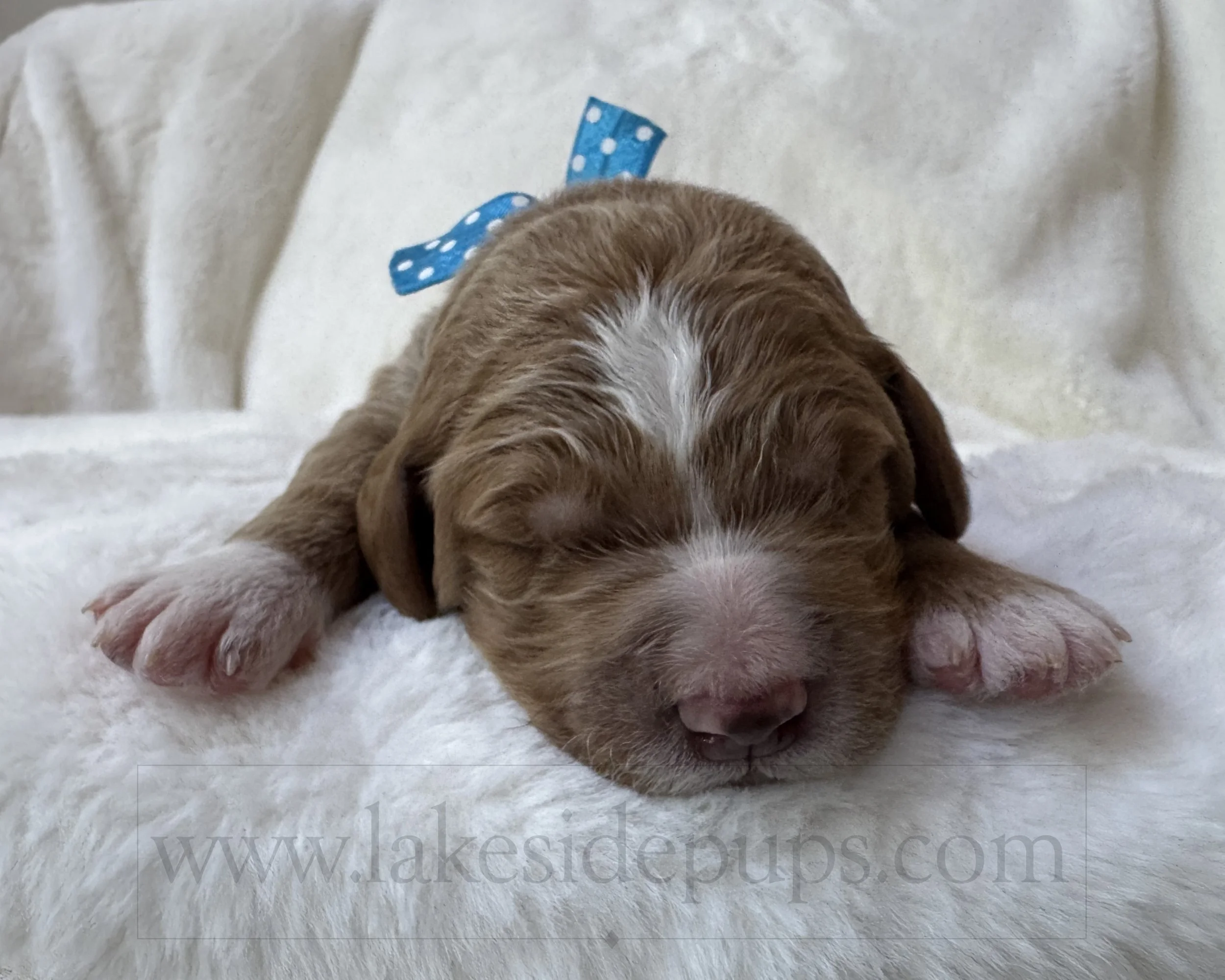 one week old