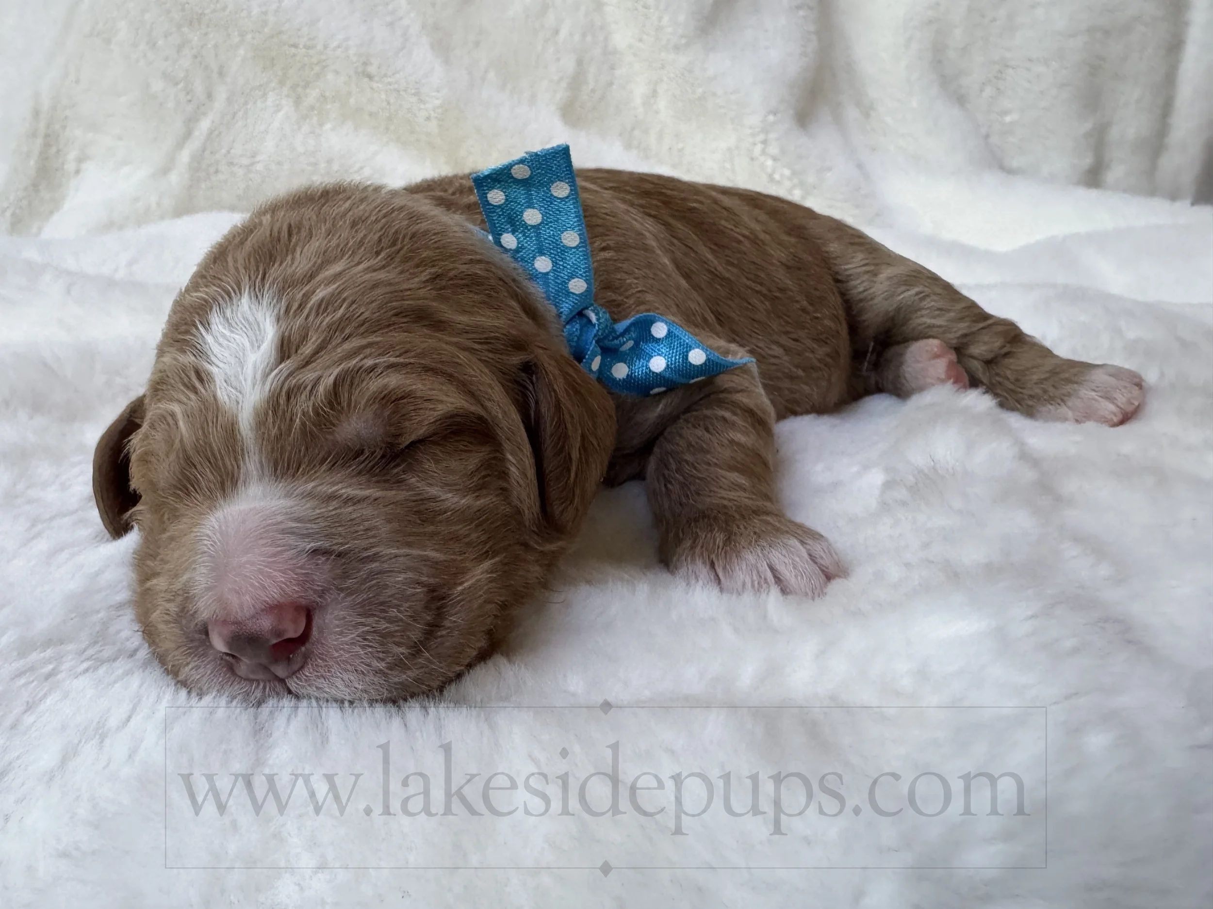 one week old