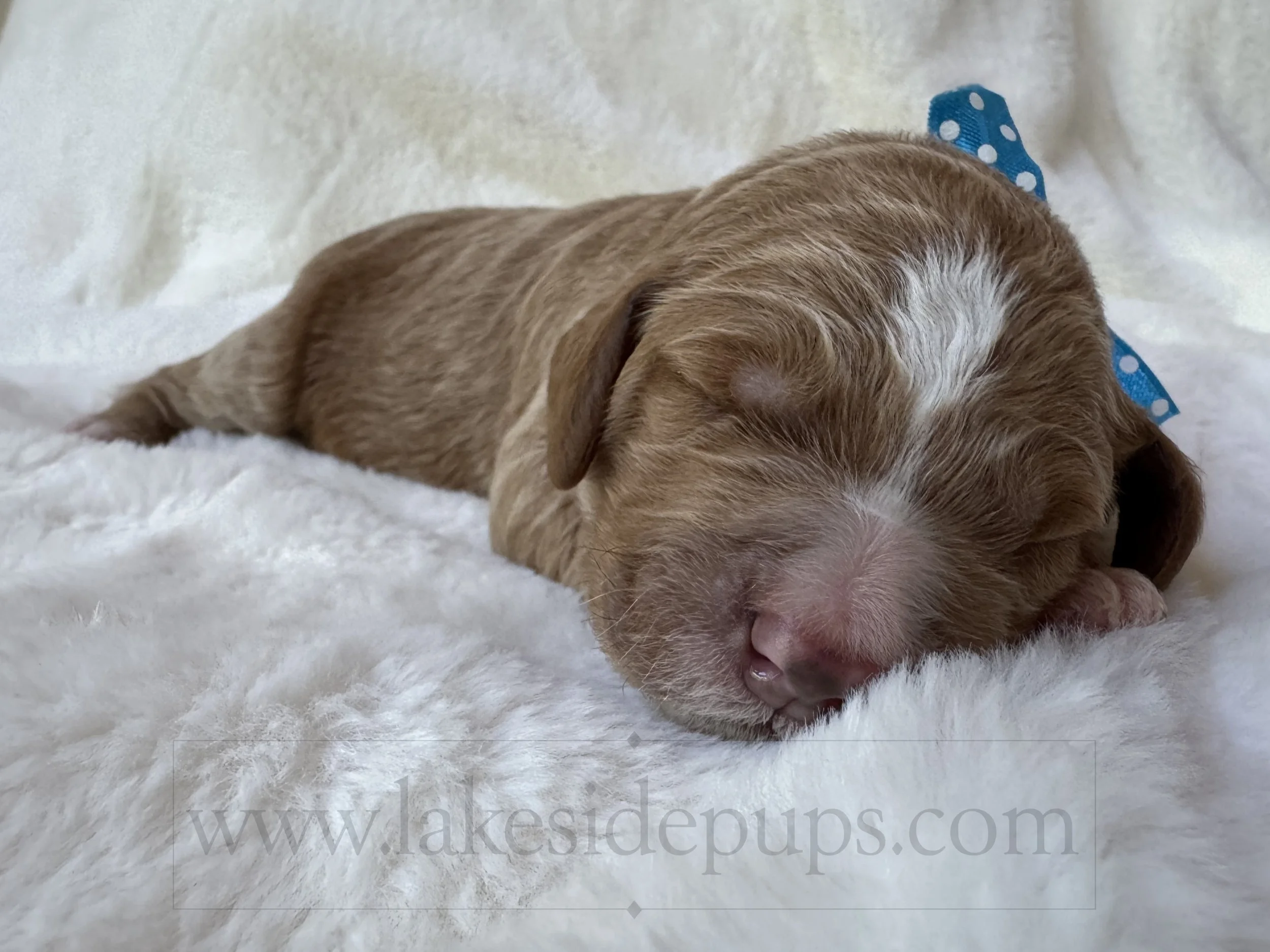 one week old