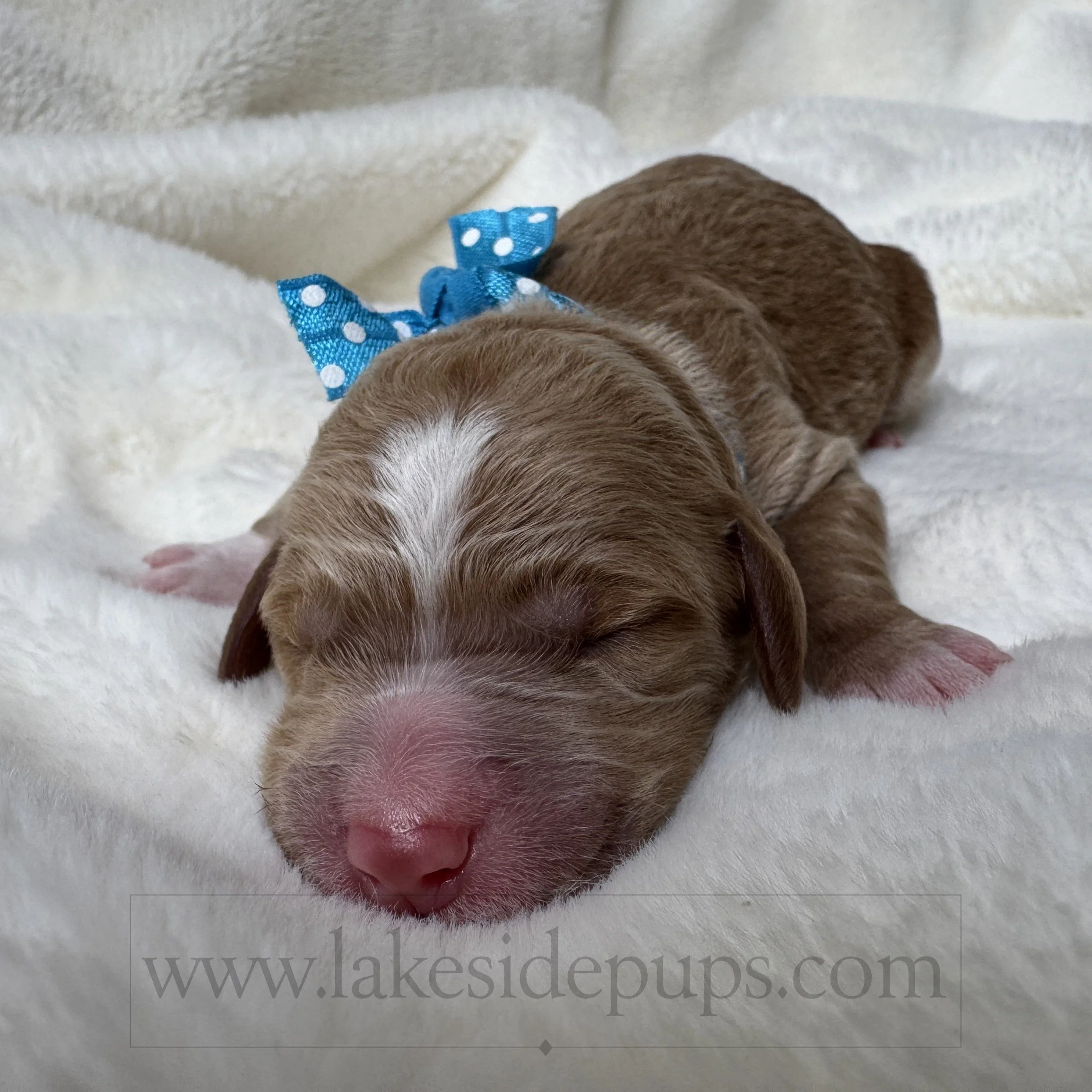 one day old