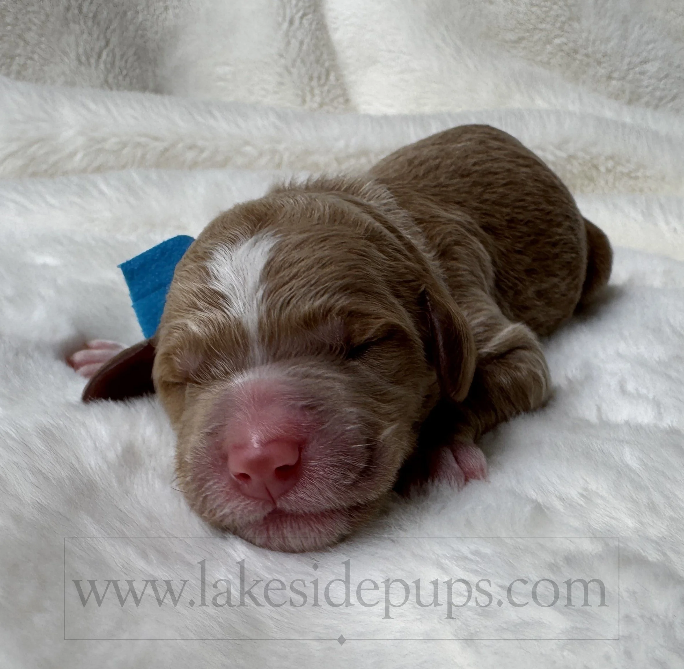 one day old
