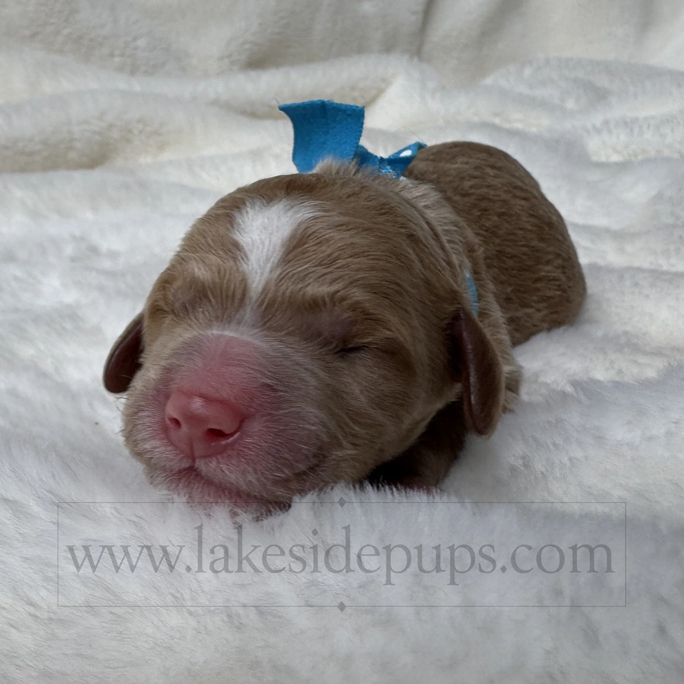 one day old