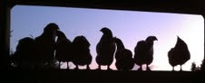 Happy Hens are my friends! I love you!, please be True! 