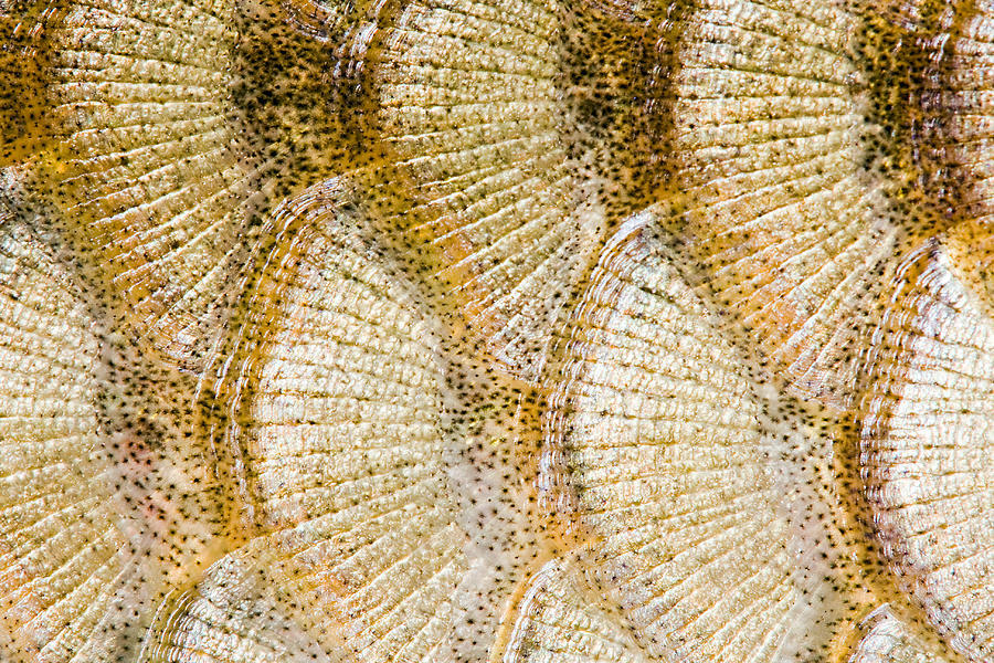 2-fish-scales-background-odon-czintos.jpg