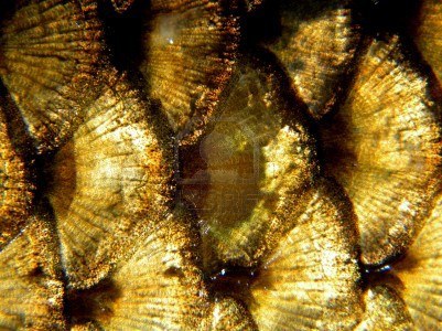 14798304-golden-fish-scales.jpg