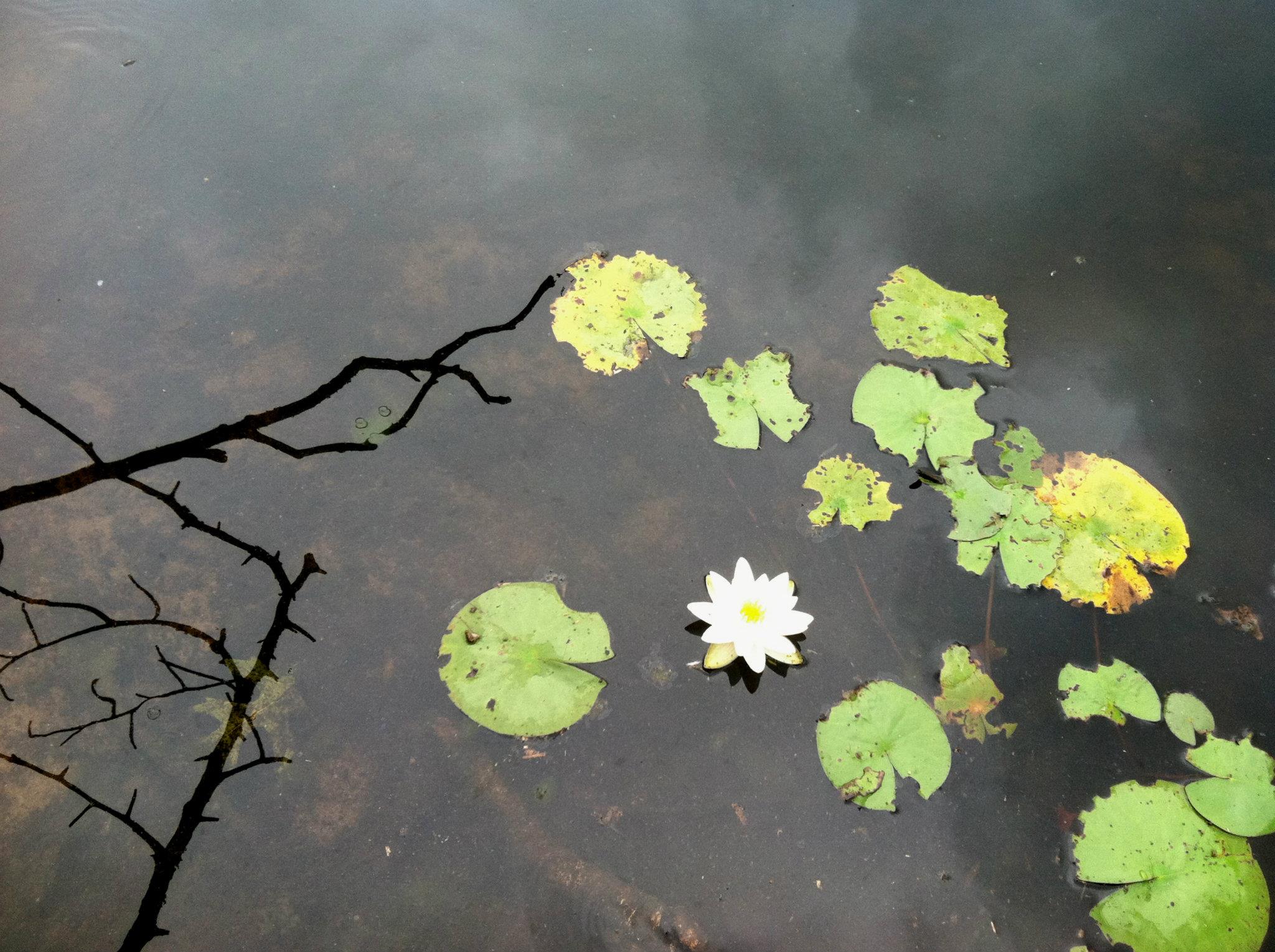 Native water lily flowering on Scoy Pond in late June.