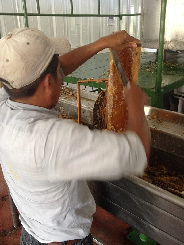Bees and Honey