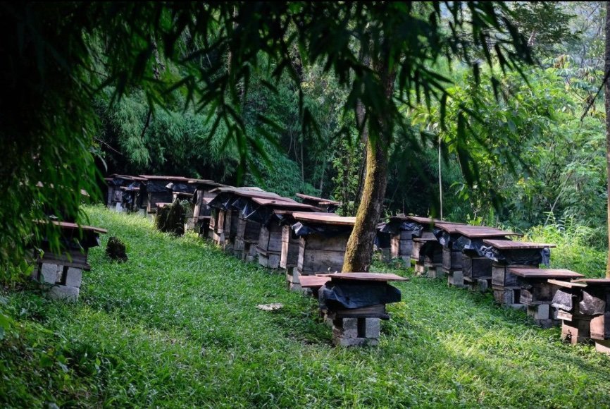 Honeybees on the San Jeronimo Miramar family farm