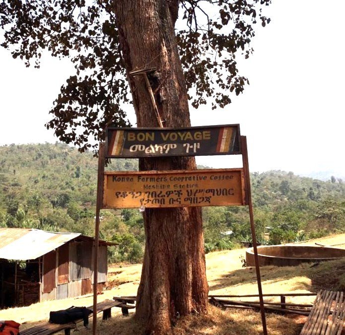The Konga cooperative is one in a network of cooperatives in the Yirgacheffe region belonging to the Yirgacheffe Coffee Farmers Cooperative Union (YCFCU). Its 2,400 smallholder members distinguish themselves with their impeccable attention to detail