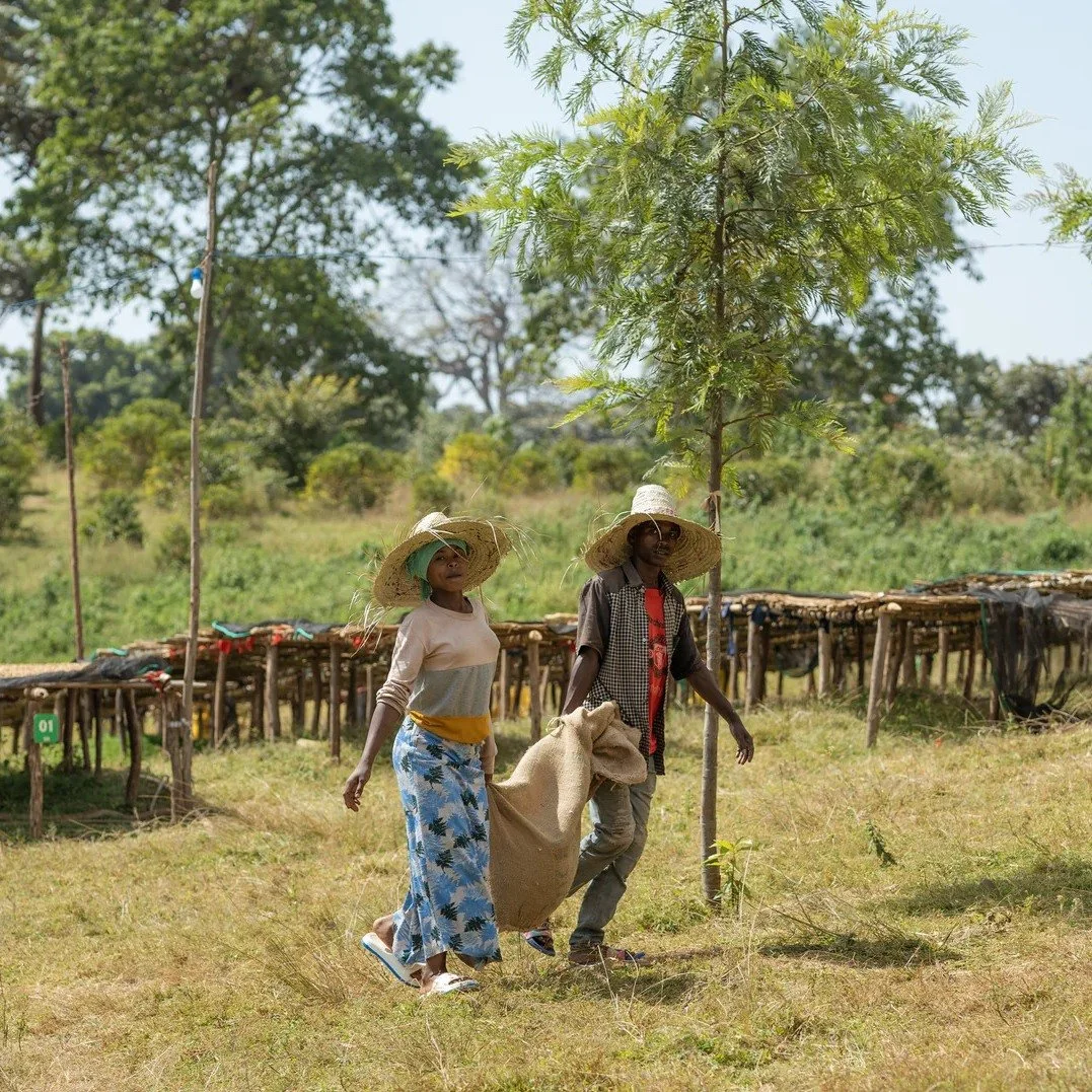 We&rsquo;re kicking off the new year with a really special coffee from the Bensa District of Sidama, Ethiopia. Ethiopia Shantawene comes from the Dukamo Family and their company, @dayebensacoffee, who have become true leaders in high-quality coffee p