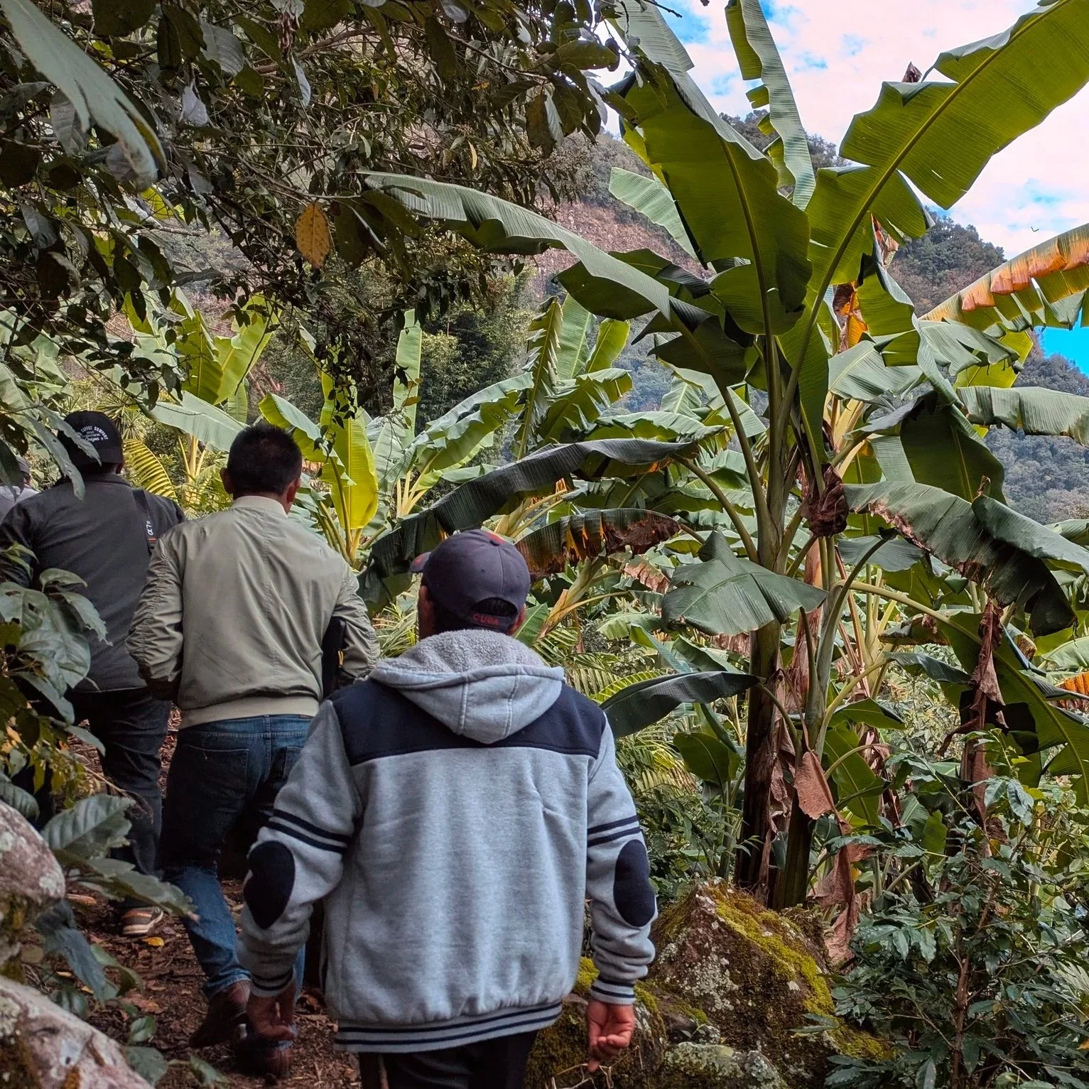 Mexico Puebla: February Spotlight Coffee