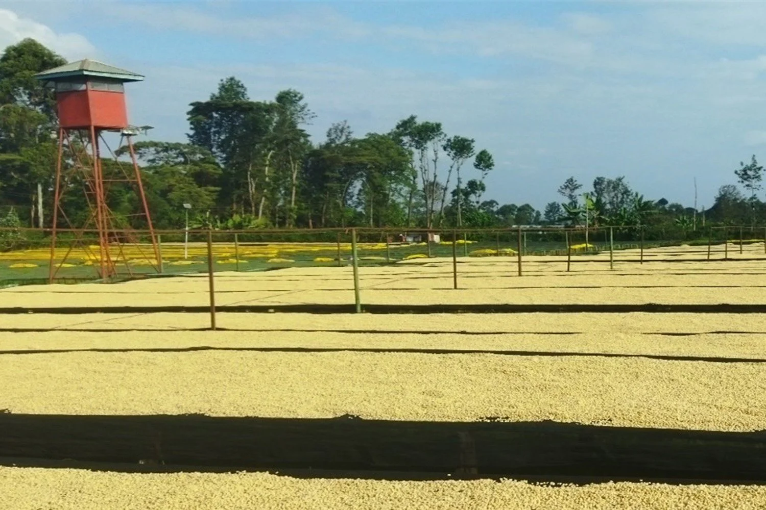 kenya-ndaroini2.jpg