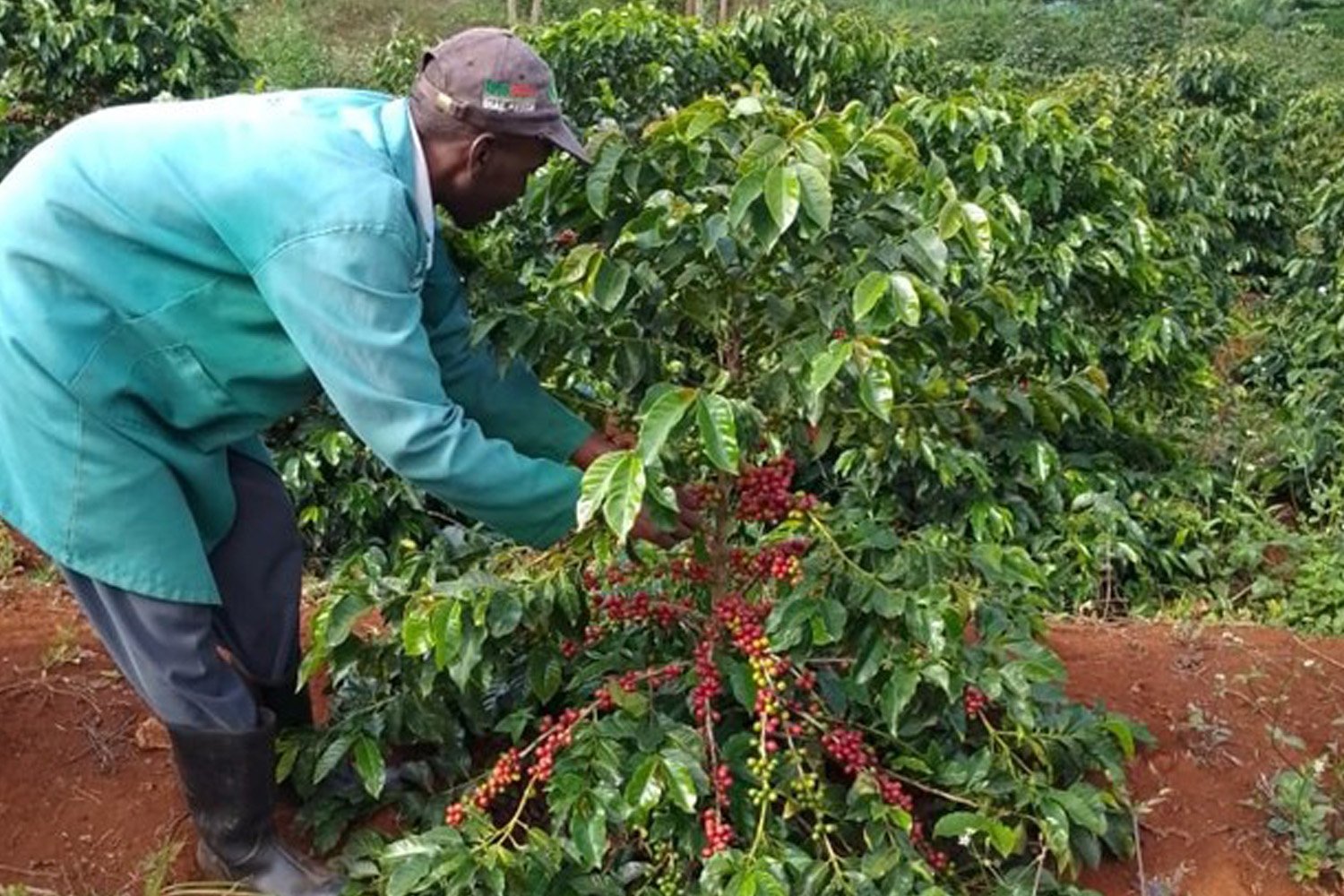 kenya-ndaroini.jpg