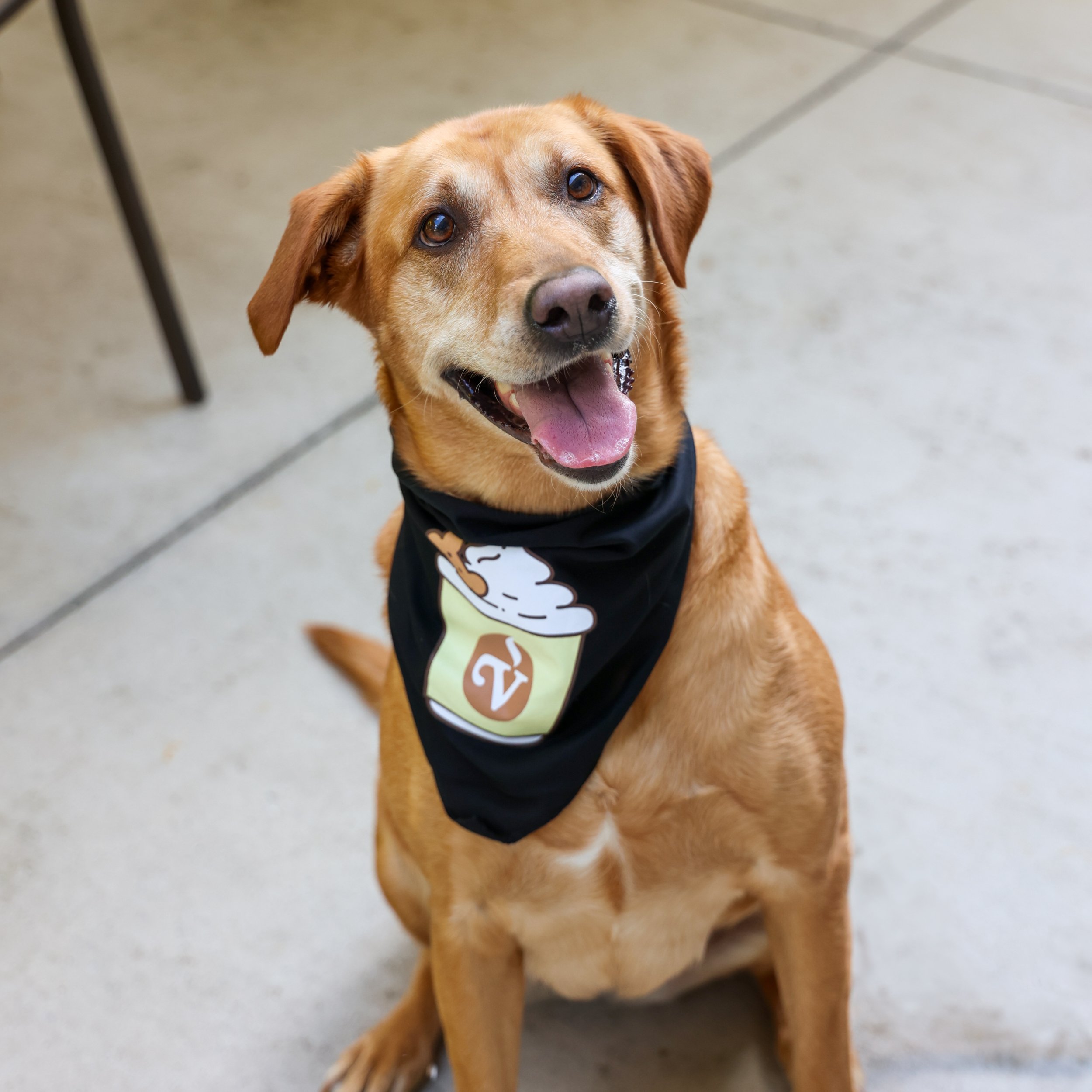 dog-bandana-4.jpg