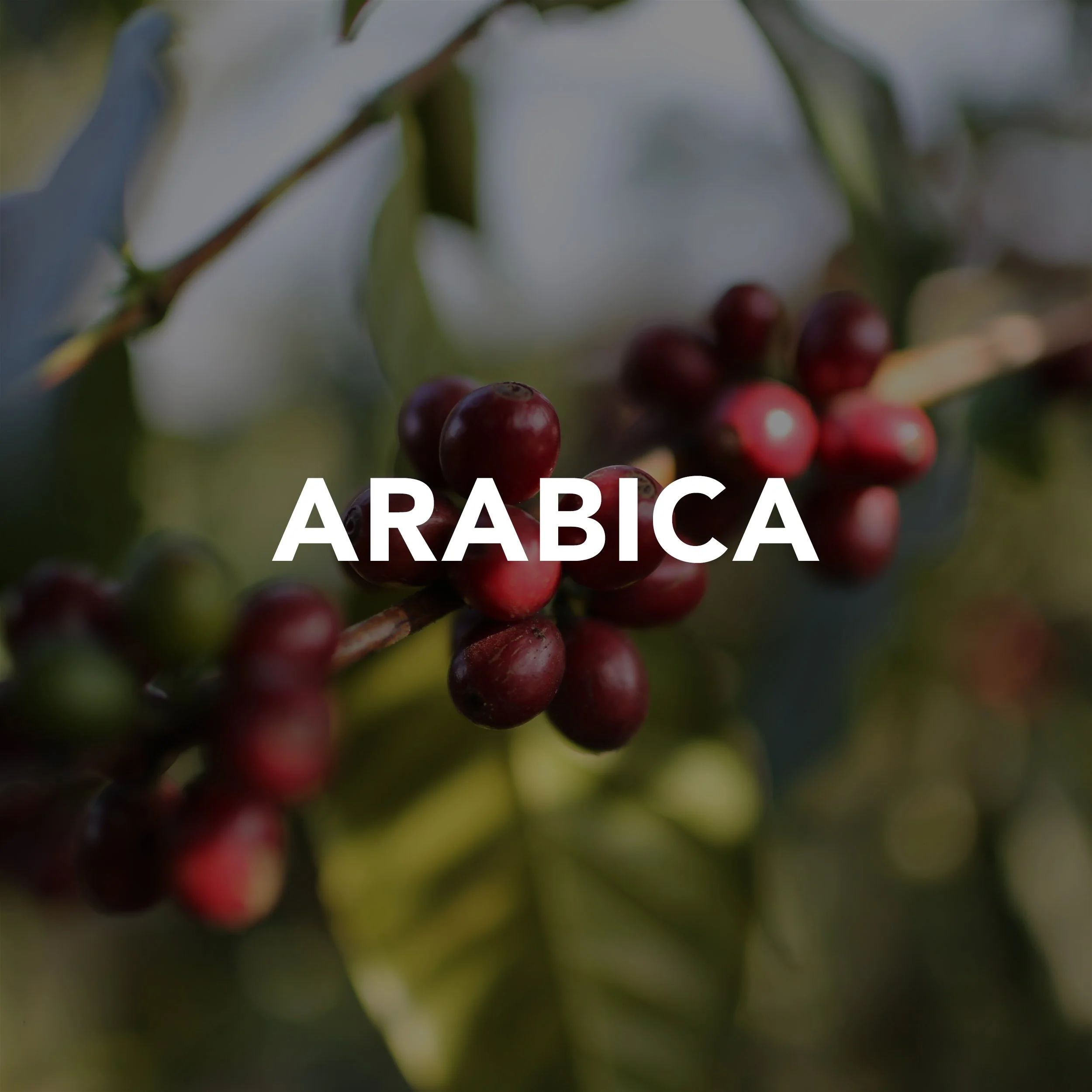 Caffeinated Catchword: Arabica