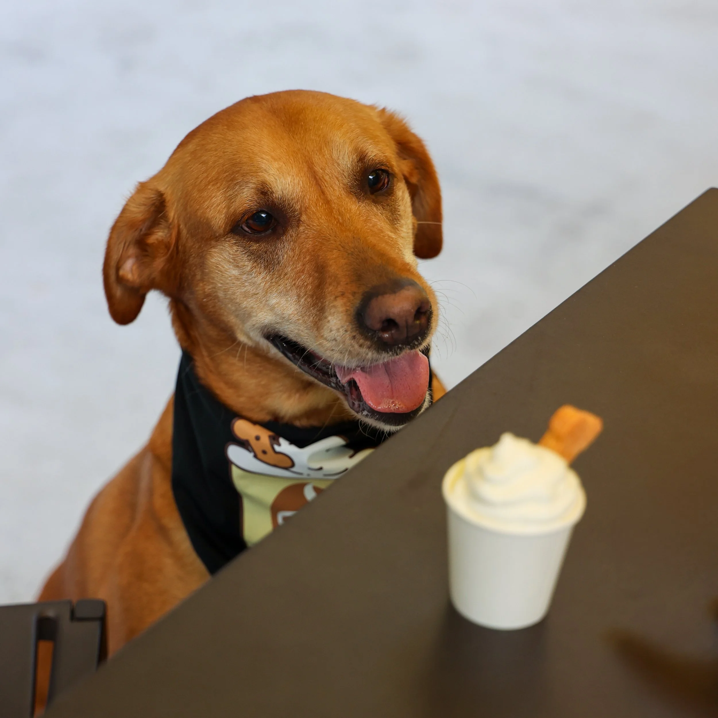 dog-bandana-1.jpg