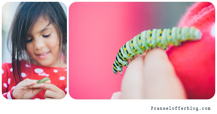 caterpillar (10 of 12)