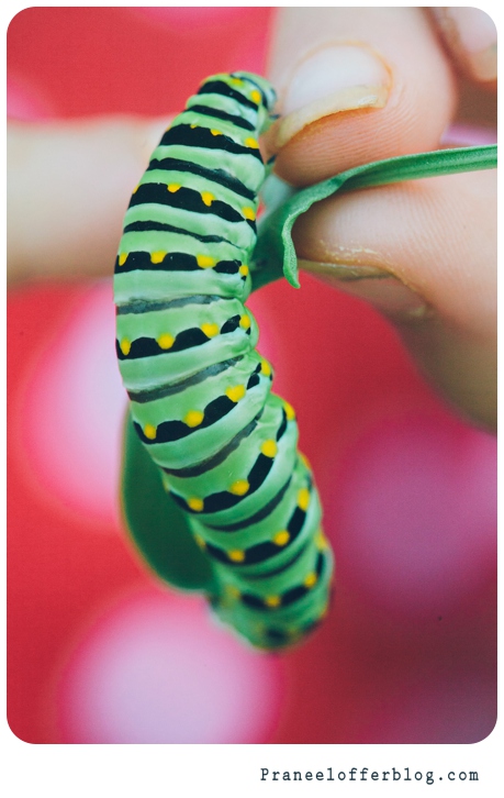 caterpillar (2 of 12)